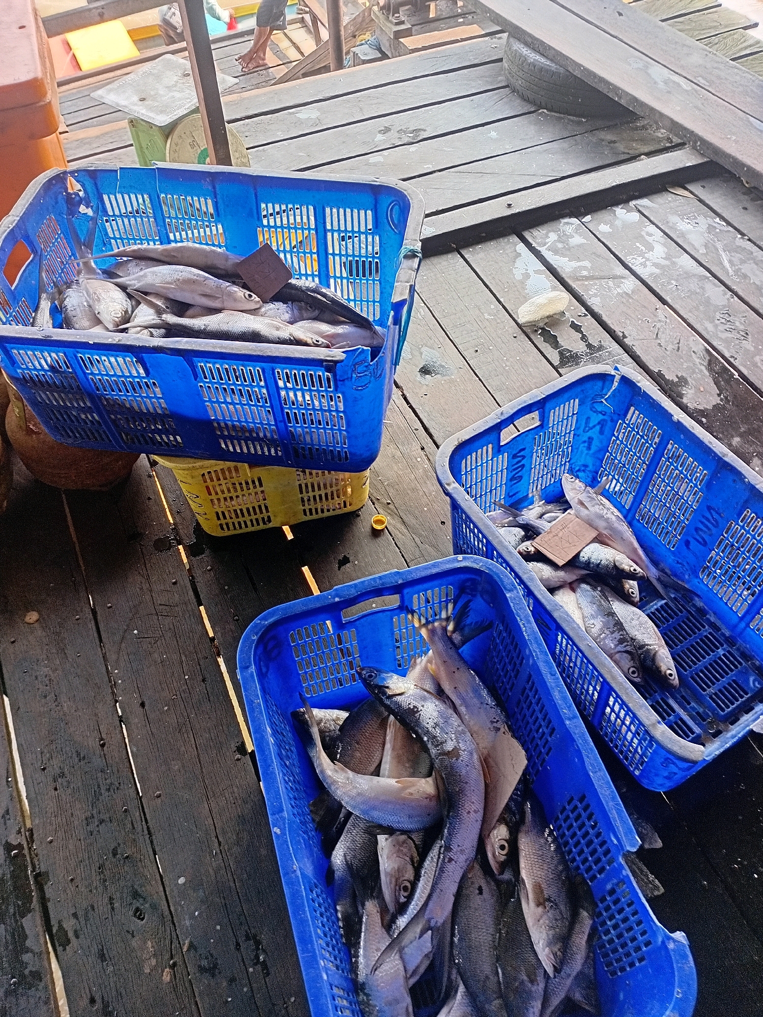 A high-angle, eye-level shot captures a collection of fresh fish in blue plastic crates on a weathered wooden pier in Sungai Meriam, Indonesia. The pier, constructed from dark, aged planks, shows signs of wear and dampness, with scattered water droplets and debris. In the background, a person's feet are visible, suggesting activity or presence on the pier, partially obscured by a colorful structure.
The foreground is dominated by three blue plastic crates filled with various types of fish. The crate on the left, positioned slightly higher, contains numerous silvery fish with distinct scales and eyes. A small, dark square object, possibly a price tag or marker, rests on top of some fish within this crate. Below it, a yellow crate is partially visible, also containing fish. To the right, another blue crate overflows with fish, showcasing their silvery bodies and visible eyes. A third blue crate is situated in the lower right corner, its contents obscured by the angle, but the presence of more fish is evident.
The overall scene suggests a marketplace or a fishing activity setting, with the fish presumably fresh from a recent catch. The lighting indicates an outdoor environment, likely during daylight hours. The wooden pier, the crates, and the fish are the primary subjects, conveying a sense of everyday commerce or livelihood in a coastal or riverside community.