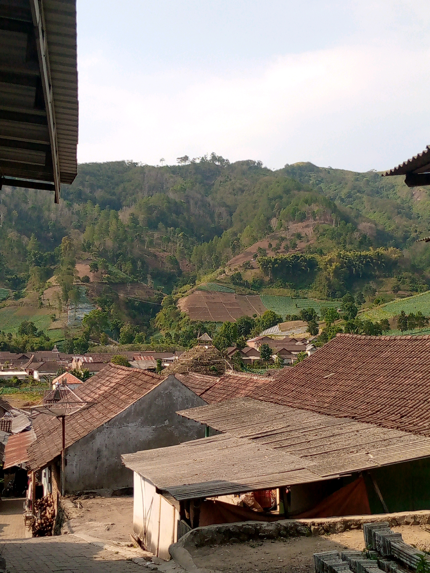 The image shows a view of a village nestled at the foot of a verdant, terraced hillside. The foreground is dominated by the roofs of several houses, primarily tiled with terracotta. Some of these structures appear aged, with weathered walls and corrugated metal roofing on some of the outbuildings. In the middle ground, more houses with similar roofing styles are visible, interspersed with trees and vegetation.
The hillside in the background is extensively cultivated with terraces, showing patches of green crops and exposed soil. Pine trees and other deciduous trees dot the landscape, creating a textured green expanse. The sky is bright and clear, suggesting daytime, possibly late afternoon due to the shadows cast on the buildings. The scene depicts a rural village in a mountainous or hilly region.
The location is identified as Kaligedang, Indonesia. The image captures a slice of daily life in this Indonesian village, focusing on the residential architecture and the agricultural landscape. There are no people clearly visible in the frame. The overall impression is one of a tranquil, agriculturally focused community situated in a scenic natural environment.