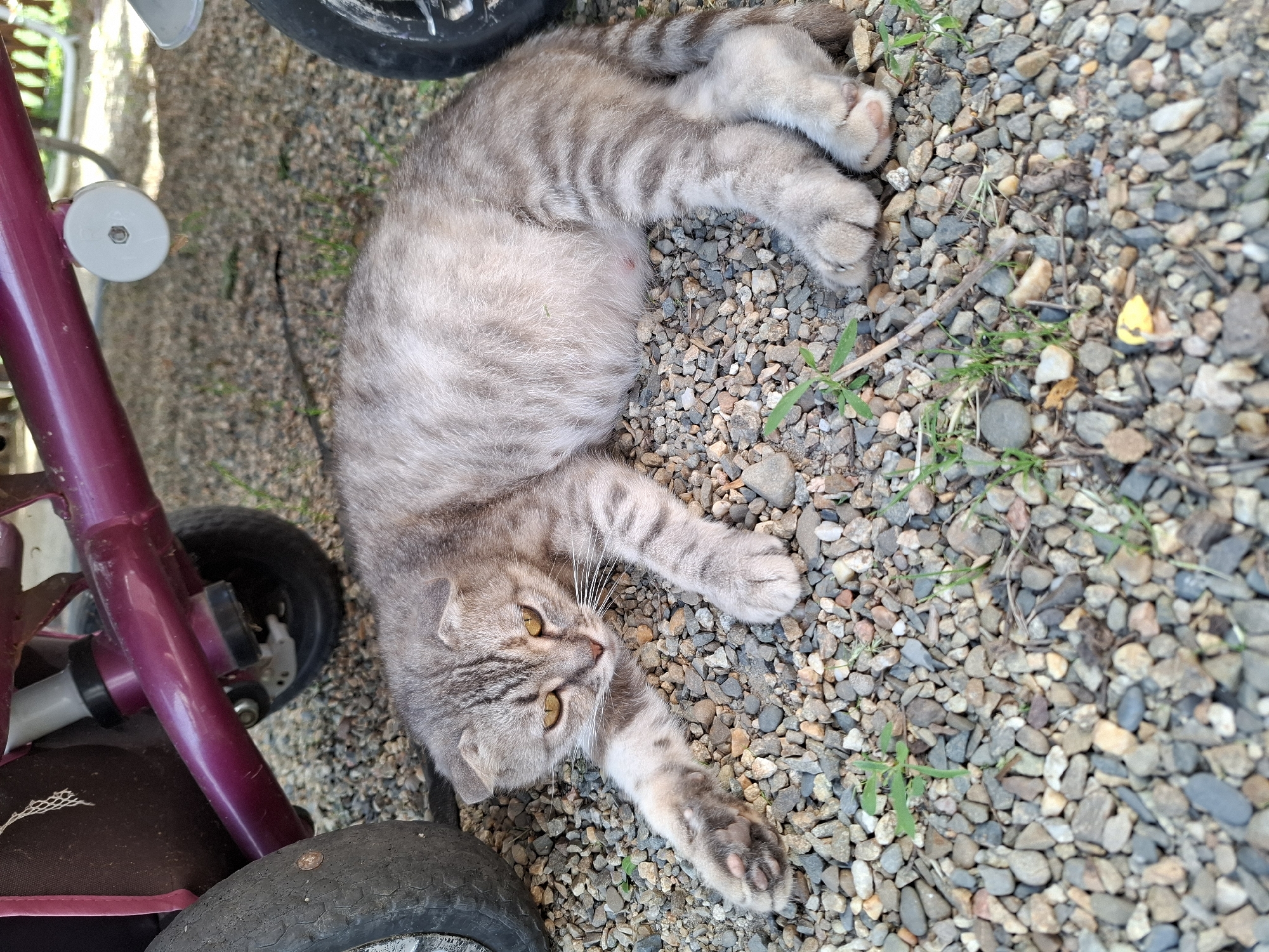 A grey tabby cat with yellow eyes lies on its side on a gravel surface. The cat is mostly grey with darker grey stripes. Its belly is visible and appears slightly distended. The cat is on its left side, with its front legs stretched out and its hind legs curled. To the left of the cat is a portion of a dark purple bicycle frame and a black tire. The scene is outdoors, with small green plants growing amongst the gravel. The lighting suggests it is daytime, possibly sunny. There is no visible text. The location context provided is Korenovsk, Russia.