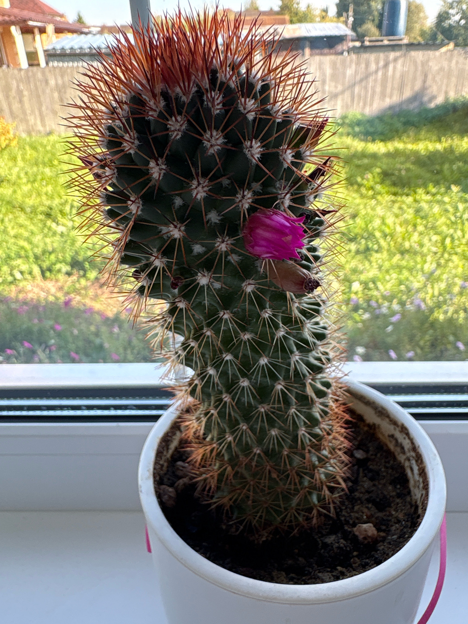 A potted cactus with a single pink flower sits on a windowsill. The cactus is green with numerous brown spines and a cluster of reddish-brown spines at its apex. A faded pink ribbon is attached to the white pot. The windowsill overlooks a grassy yard with a wooden fence and a building in the background. The scene is likely in Murakino, Russia, as suggested by the context.