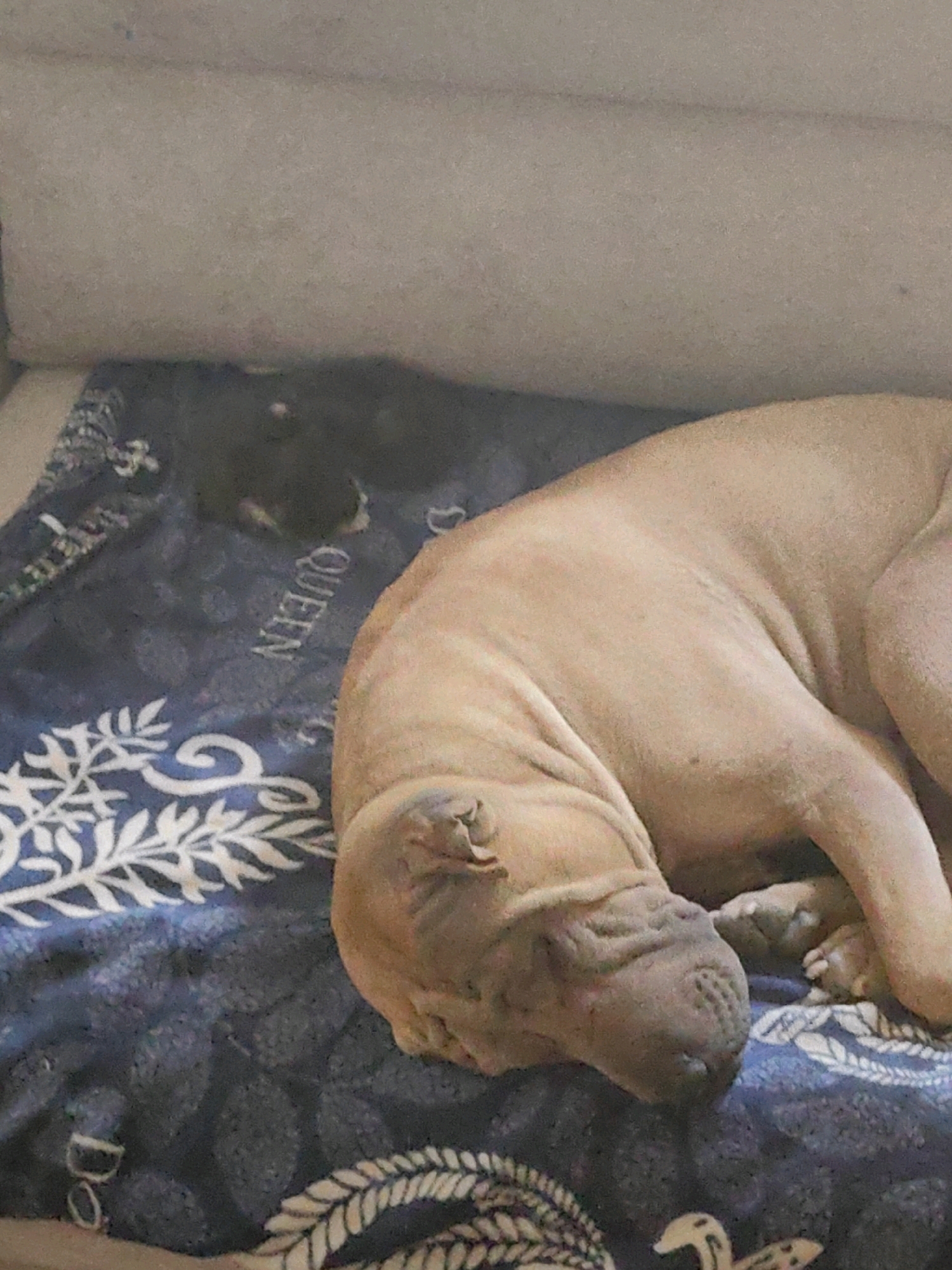 The image shows a light brown Shar-Pei dog sleeping on a blue patterned blanket. The dog is curled up on its side, with its head resting on its paws. The blanket has a repeating pattern of white floral designs and what appears to be text. In the background, a dark shape, possibly another animal or a shadow, is visible on a light-colored surface. The scene appears to be indoors, possibly on a sofa or bed. There is no information available to determine the location in the city of Shymkent, Kazakhstan.