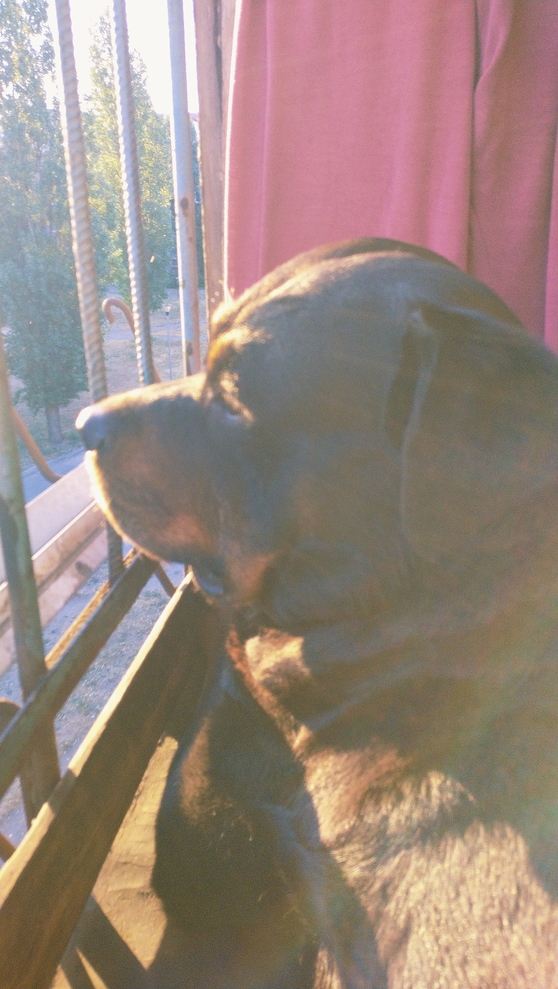 A dark-colored dog, likely a Labrador or similar breed, is positioned on a balcony railing, looking out towards trees and a street. The dog's head and upper body are visible, with sunlight casting a warm glow on its fur. The background shows a pink curtain and vertical metal bars, suggesting an outdoor or semi-outdoor setting. The image appears to be taken in the city of Horishni Plavni, Ukraine, as indicated by the metadata. The environment suggests a residential area with urban greenery.
