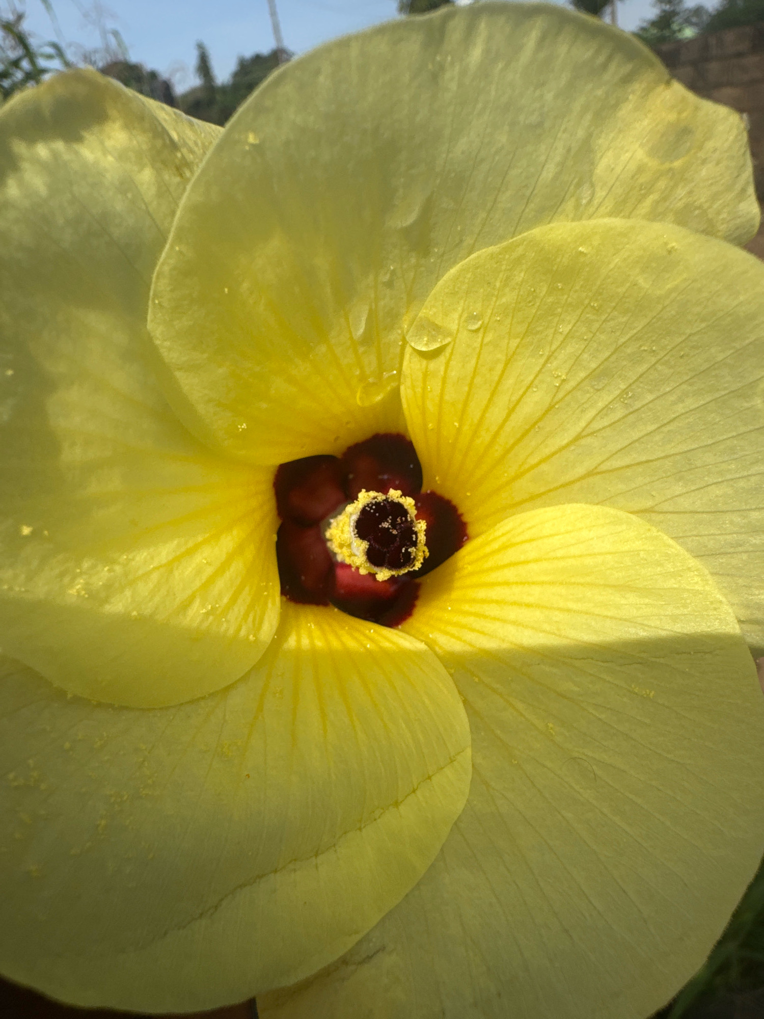 A close-up, overhead shot focuses on the center of a yellow okra flower. The flower's large, soft petals are a pale yellow with subtle veins radiating from the center. Tiny water droplets are visible on some of the petals, catching the sunlight. The center of the flower is a deep red-purple, with a cluster of yellow stamens speckled with dark pollen. The background is blurred, showing hints of green foliage and a bright blue sky with some distant, indistinct structures.