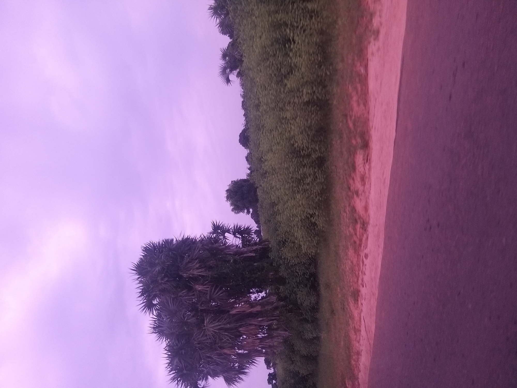 The image depicts a roadside view of a rural landscape under a hazy, purple-tinted sky. In the foreground, a dark asphalt road dominates the lower portion of the frame, with a sandy or dirt shoulder to its right. This shoulder is a light pinkish-brown color. Beyond the shoulder, a dense line of green vegetation, likely bushes or small trees, stretches horizontally across the middle ground.
To the left of the vegetation, a large, prominent palm-like tree with numerous drooping fronds stands tall. Its dark foliage contrasts with the lighter greenery. Further to the right, the vegetation line continues, with more trees of varying sizes and shapes visible in the distance, silhouetted against the sky. The overall impression is one of a natural environment, possibly on the outskirts of a settlement.
The image was taken in Dukku, Nigeria, and the scene likely captures a typical view of the countryside in this region. There are no people, animals, or specific structures that would indicate an urban setting. The lighting suggests it might be late afternoon or early morning, with the sun diffused by clouds or atmospheric conditions, leading to the unusual purple hue.