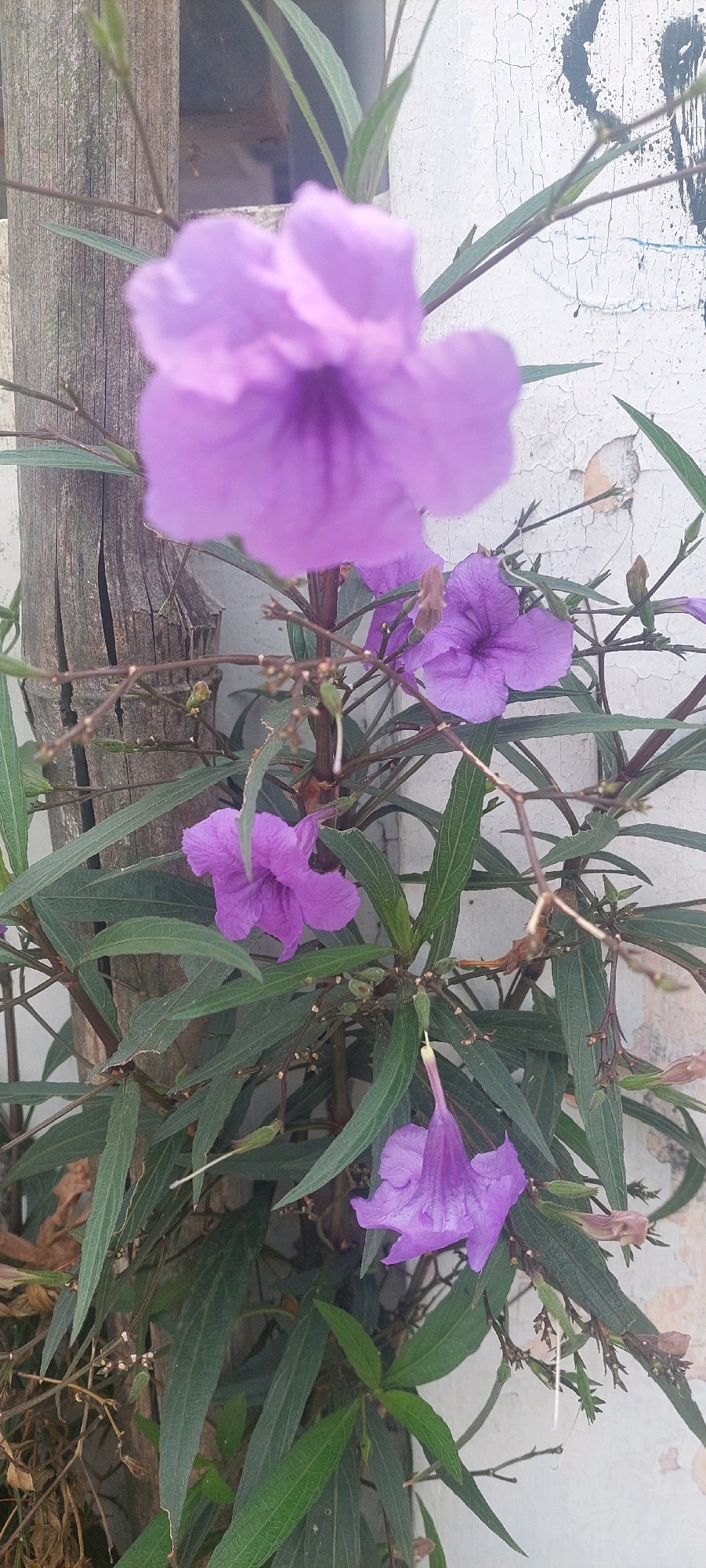 A close-up, eye-level shot captures several blooming purple Ruellia flowers against a textured, weathered white wall and a weathered wooden post. The flowers exhibit a delicate, ruffled petal structure in various stages of bloom, with some fully open and others appearing as closed buds. The greenery of the plant is lush, with long, slender leaves interspersed among the flowers and stems. The background is dominated by the cracked, peeling paint of the wall, some of which appears to be spray-painted with abstract black markings. A rough-textured wooden post, vertically oriented and showing signs of age and weathering, stands to the left of the frame. The overall scene evokes a natural setting juxtaposed with urban decay. The presence of these flowers suggests a garden or a cultivated area within Lumajang, Indonesia, possibly an outdoor wall or fence line where the plant is growing. There are no people or animals visible in the image.