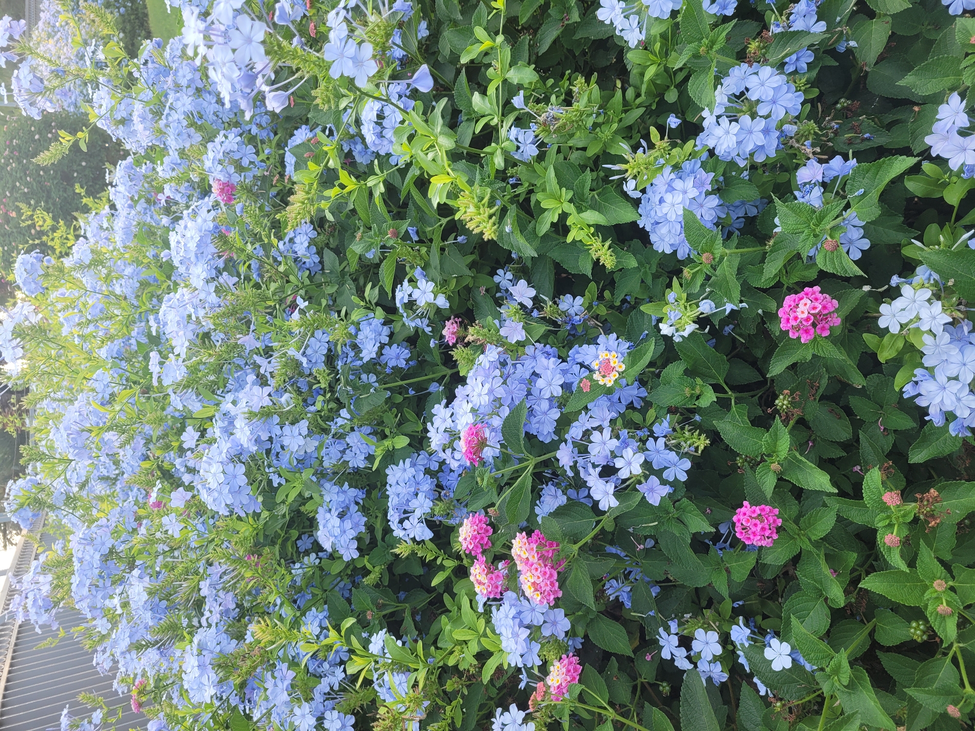 The image shows a dense cluster of flowering plants in Trachoni, Cyprus. The dominant color is a soft blue from the numerous small, star-shaped flowers of what appear to be plumbago plants. Interspersed among the blue flowers are clusters of pink and fuchsia flowers, likely from lantana plants. The plants are lush with green foliage. In the background, a grey metal fence is visible, suggesting the garden is adjacent to a property or pathway. The overall impression is of a vibrant, overgrown garden. There are no people or animals visible in the image.