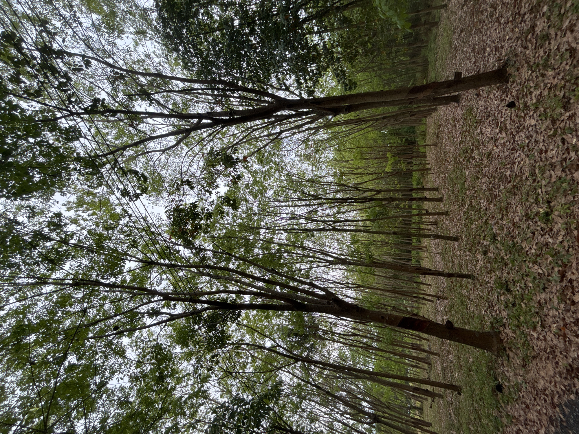 The image shows a rubber tree plantation in Ban Bang Khao, Thailand. Trees are planted in rows. The ground is covered with brown leaves.