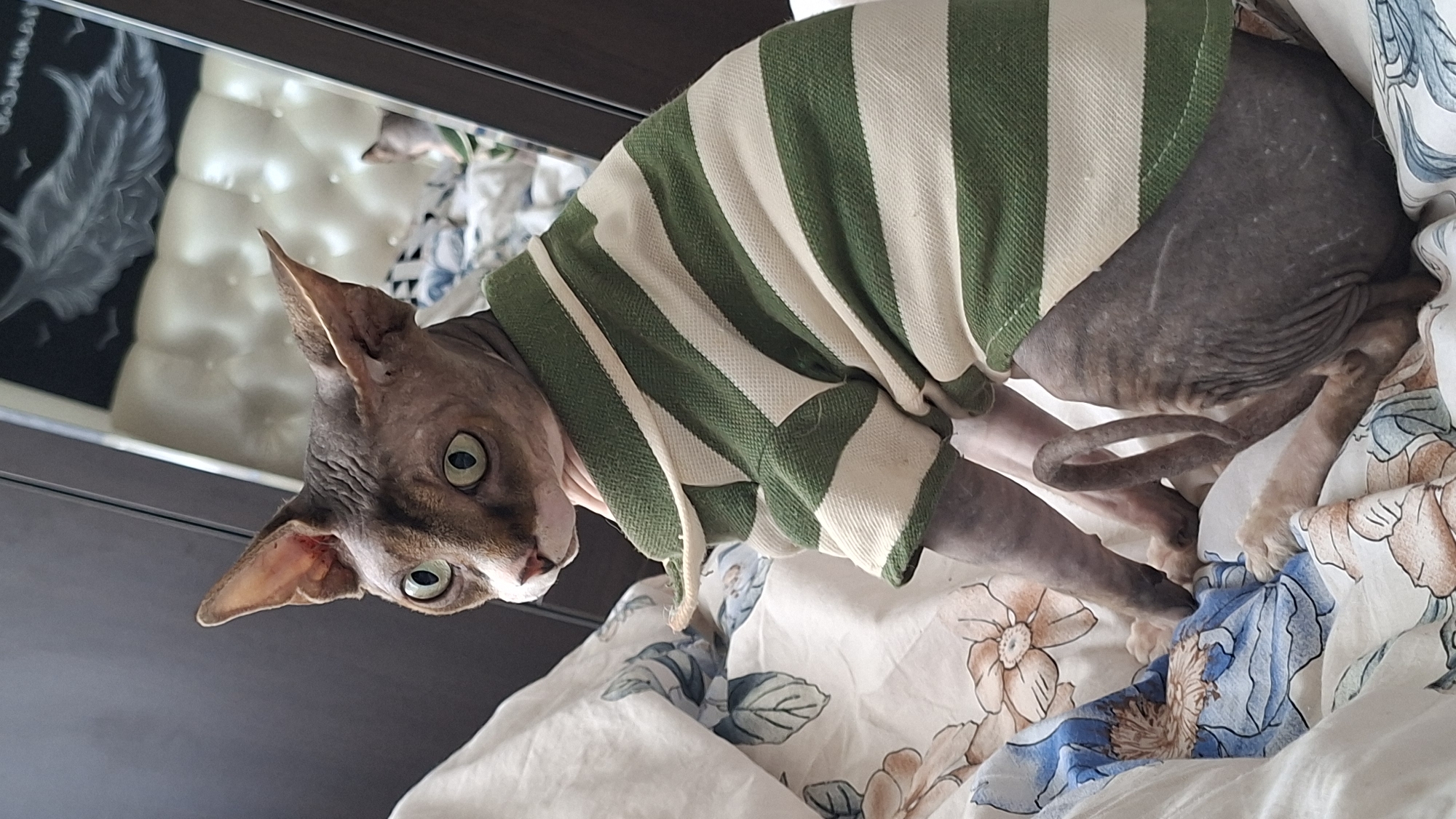 A hairless cat, with large green eyes and a brown and white face, is sitting on a bed covered with a floral patterned comforter. The cat is wearing a green and white striped polo shirt. The background shows a closet door and a reflection in a mirror of a headboard and another cat. The image is taken in a bedroom, likely in a residential setting. The city of Myadzyel, Belarus is not depicted in the image.