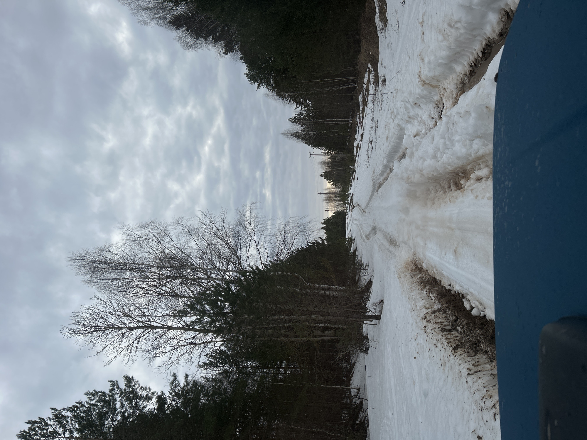 The image depicts a snowy, rural road surrounded by dense trees under an overcast sky. The location is identified as Уральское, Russia. The road appears to be partially cleared, with piles of dirty snow on either side, possibly from a snowplow. Tire tracks are visible on the road surface. Bare branches of trees are prominent in the foreground. A blue object is partially visible on the right side of the image. There are no people visible. Utility poles can be seen on the horizon.
