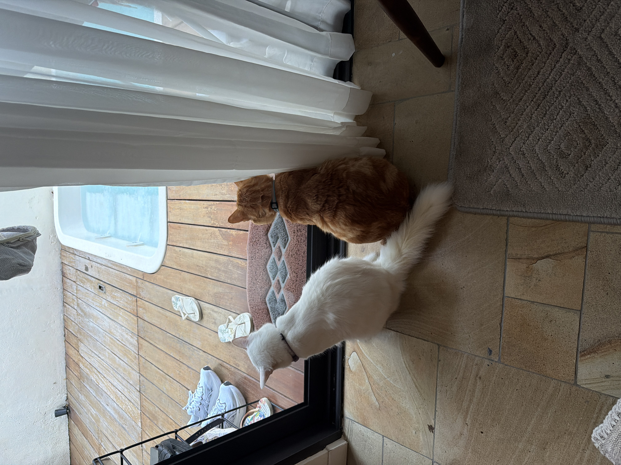 The image shows two cats, one orange tabby and one white, in an indoor setting. The orange tabby is positioned near a white curtain and a light-colored rug with a geometric pattern. The white cat is positioned nearby on a tan tiled floor, and appears to be wearing a collar. A door frame and wood flooring are visible behind the cats. Shoes and flip-flops are on the wood flooring. A window and a white object are visible along the wooden wall.