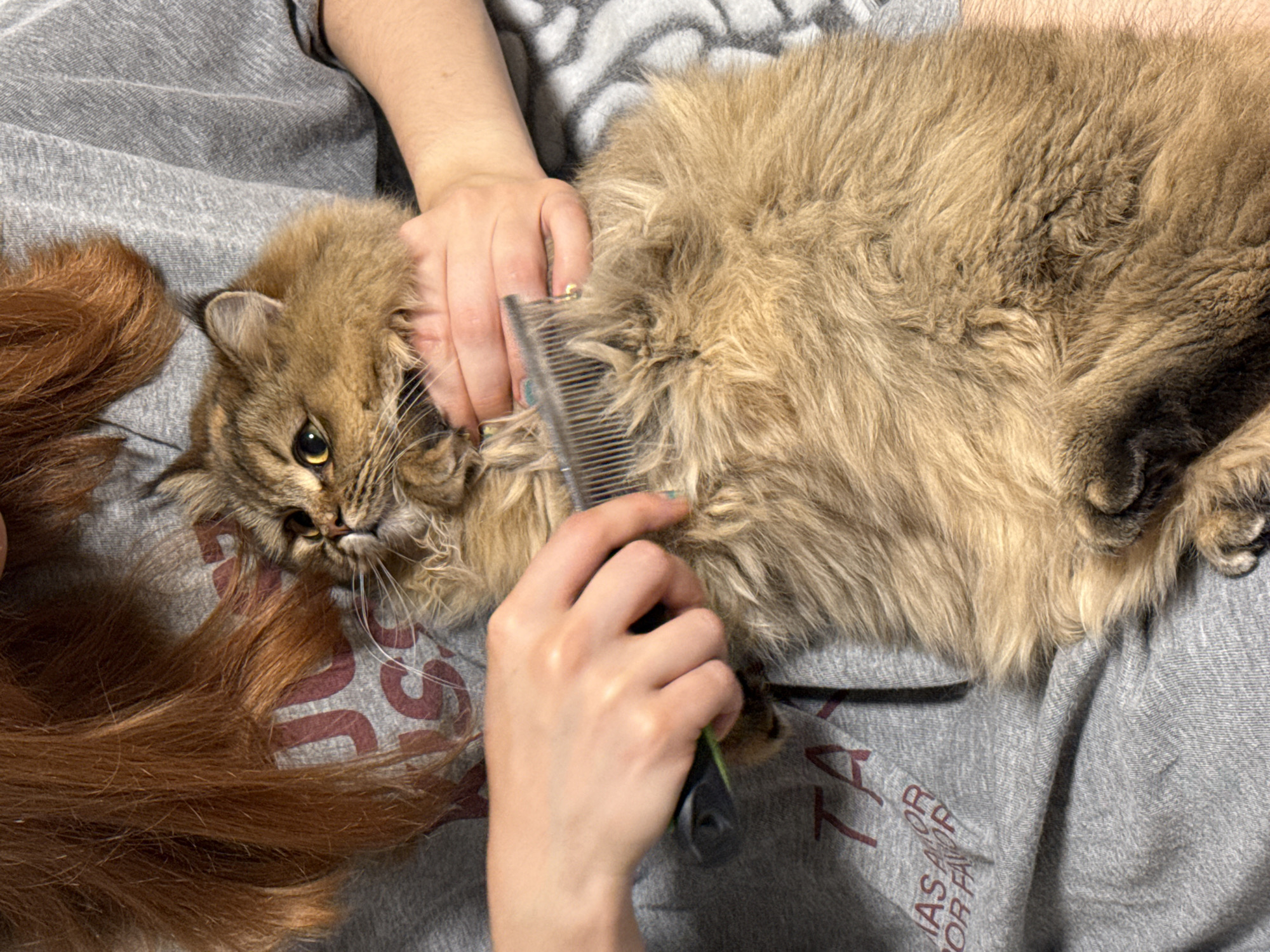 A woman is grooming a fluffy brown cat lying on her gray t-shirt. The woman is holding a comb and running it through the cat's fur. The cat has yellow eyes and is looking at the camera. The woman also has long brown hair that is partially visible in the lower left corner of the image. The t-shirt has writing on the bottom that says "MAS AMOR POR FAVOR". The image does not contain any information to verify the location.