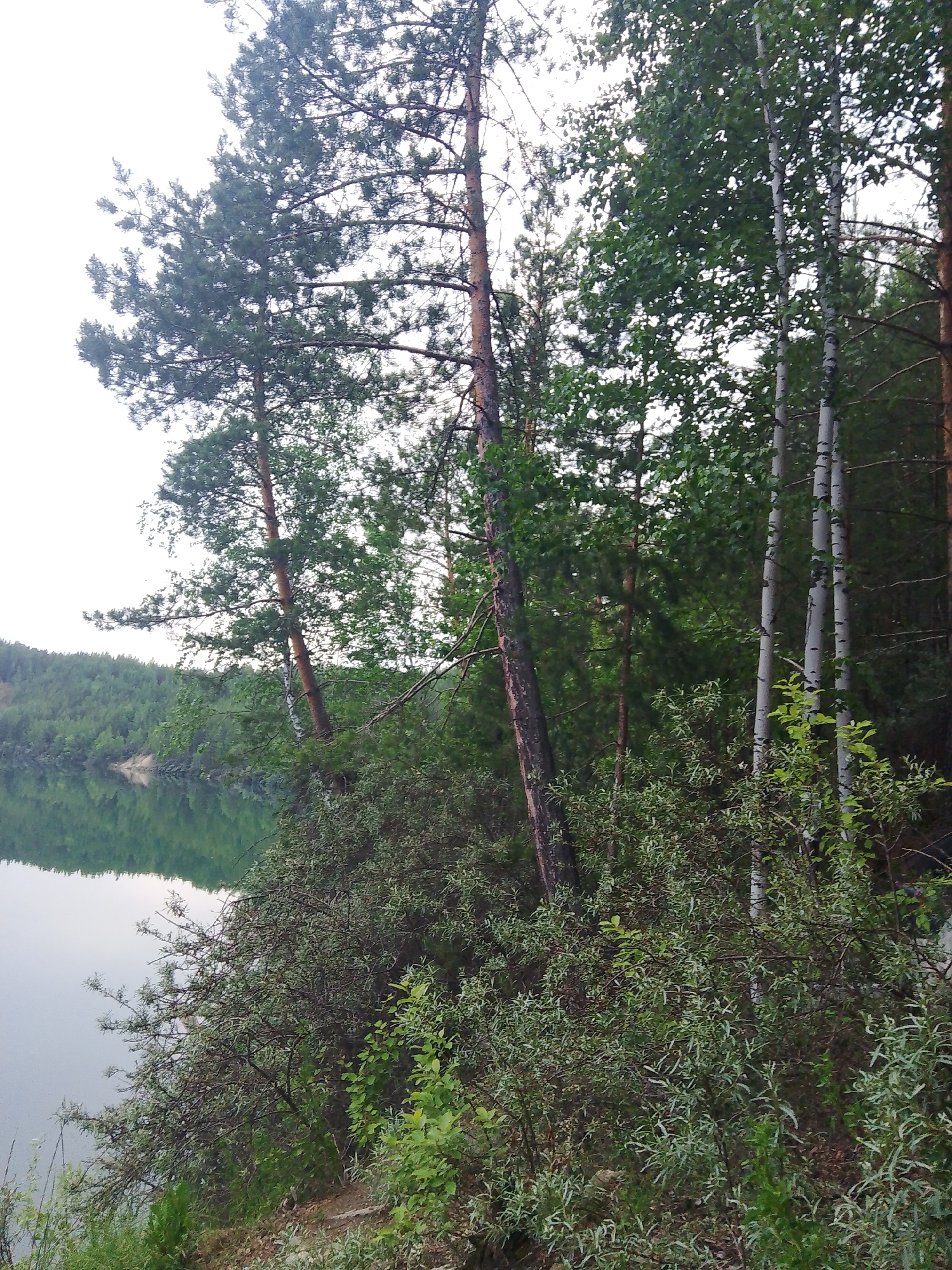 This media file depicts a serene natural scene at the edge of a body of water, likely a lake or reservoir, in Malysheva, Russia. The view is from a slightly elevated position, looking down towards the water and across to a densely forested hill on the opposite bank.
The foreground is dominated by lush vegetation, with various trees and shrubs. Several tall trees, including a pine with distinctive dark bark and a few slender birch trees with their characteristic white and black markings, stand prominently. The undergrowth is thick with leafy branches and smaller plants. The water surface is calm and reflective, mirroring the greenery of the surrounding trees and the overcast sky, suggesting a possibly cool or humid day. The sky itself is a pale, uniform color, indicating either early morning, late evening, or a heavily overcast sky, with no direct sunlight visible.
The overall atmosphere is peaceful and tranquil. The scene evokes a sense of quiet immersion in nature, typical of a forest or lakeside environment. There are no people or man-made objects visible, emphasizing the wild and untouched quality of the location. The combination of the still water, dense foliage, and muted lighting creates a contemplative mood. The time of day is difficult to pinpoint precisely due to the lack of strong shadows and direct sunlight, but it appears to be during daylight hours.