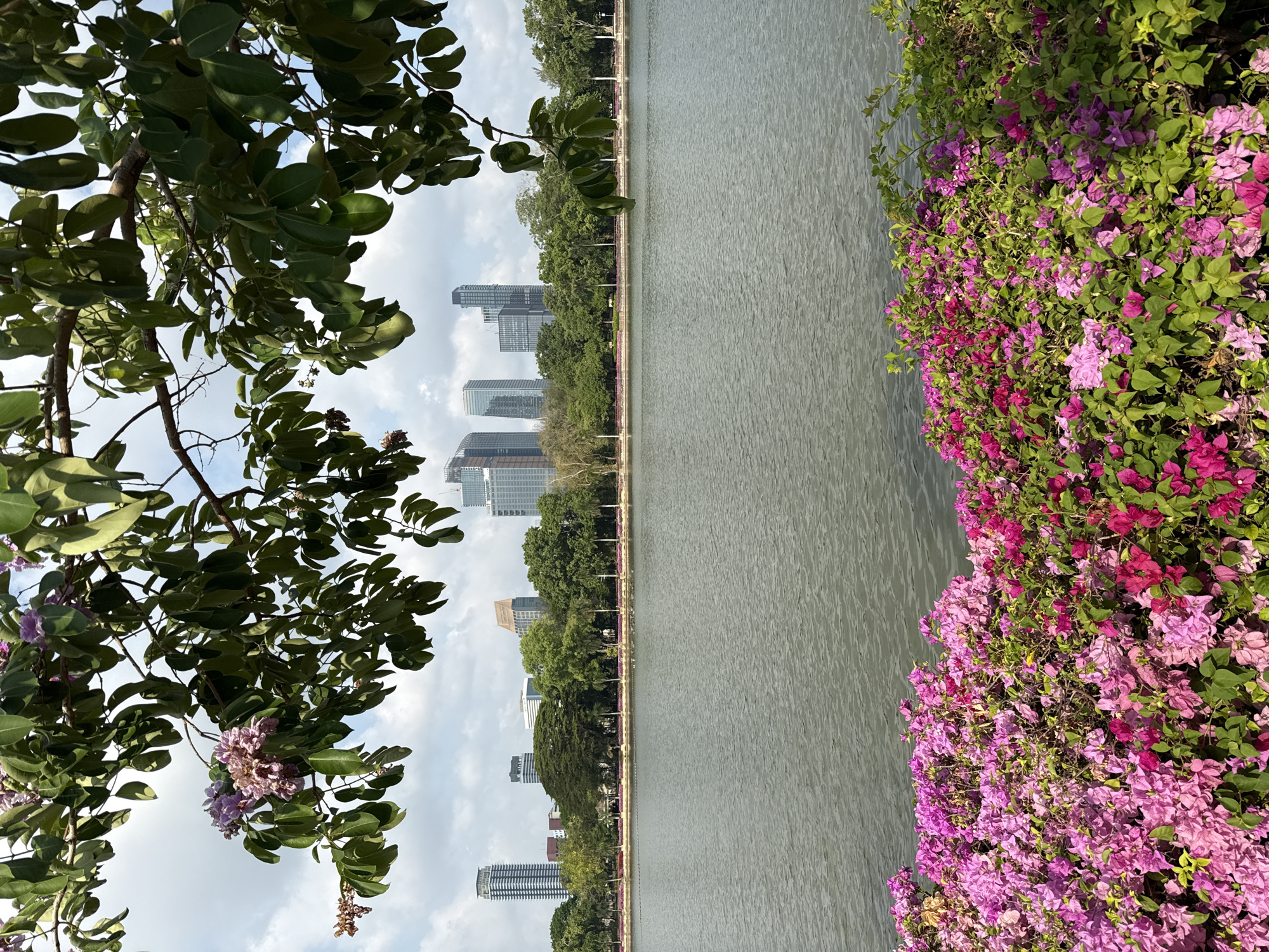 A long body of water occupies the center of the image, potentially a lake or wide canal. A park is on the left, with various trees and plants, including bougainvillea shrubs displaying pink and magenta flowers. On the right, modern high-rise buildings punctuate the skyline, suggesting an urban setting. The location could be a park in Bangkok, Thailand, due to the typical flora and architectural style observed in the city.