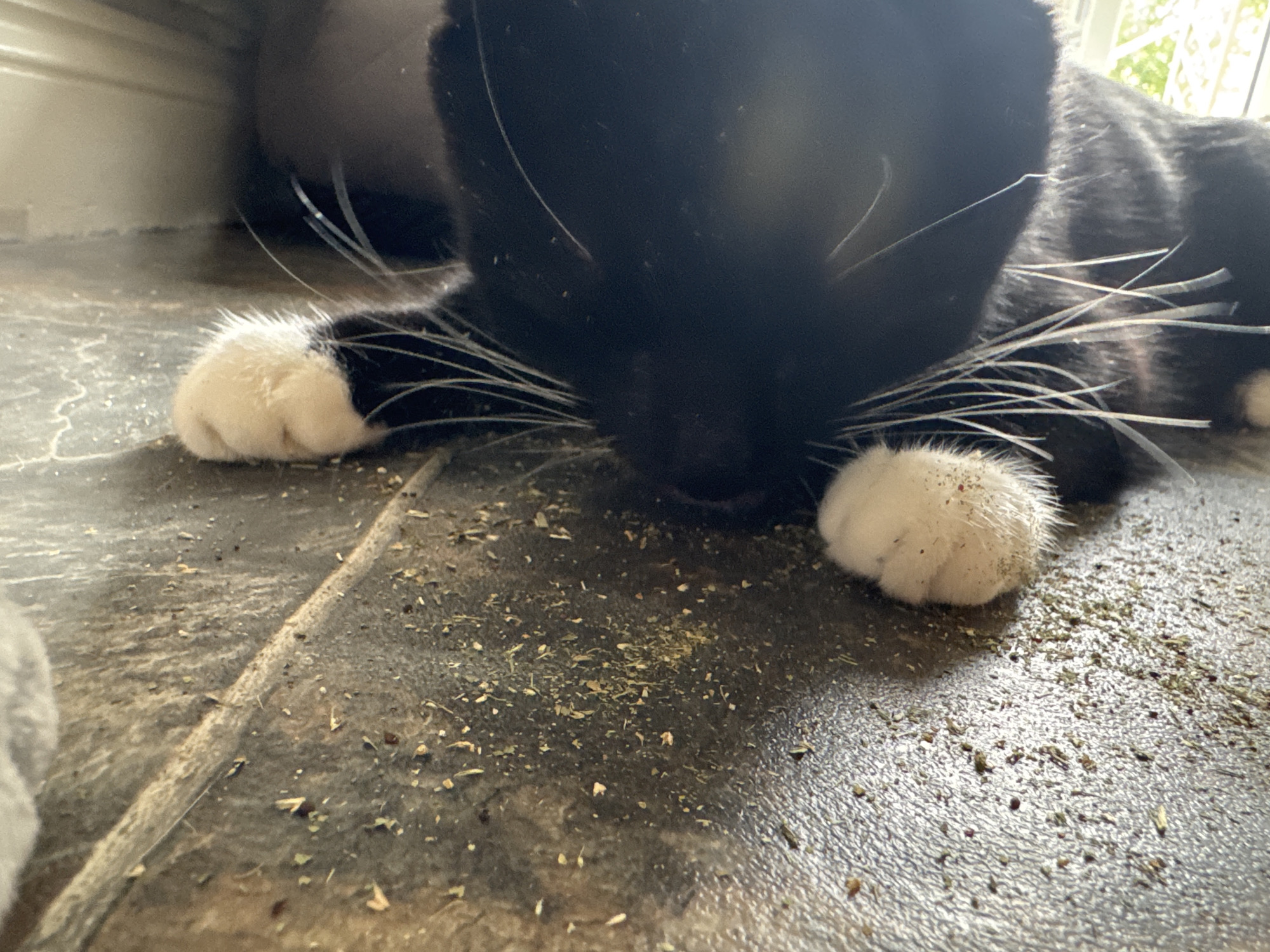A black and white cat lies on a tiled floor covered in scattered green and brown debris. The cat's white paws are visible, and its face is close to the floor. White whiskers protrude from its face. The background shows a window and a wall. The location is not identifiable as Desborough, United Kingdom from the image.