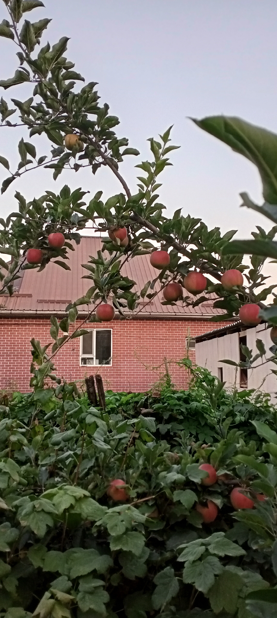 The image depicts an outdoor scene, likely in the city of Sokuluk, Kyrgyzstan. In the foreground, lush green foliage fills the lower portion of the frame, with some indistinct red fruits visible amongst the leaves. Dominating the mid-ground is a two-story building constructed with red brick. A single, multi-paned window is visible on the upper level of this building. The roof of this building is visible behind a branch laden with ripe red apples. The apple tree branches, adorned with numerous red apples and green leaves, extend across the upper half of the image, against a pale, overcast sky. The scene appears to be set in a residential area, possibly a backyard garden.