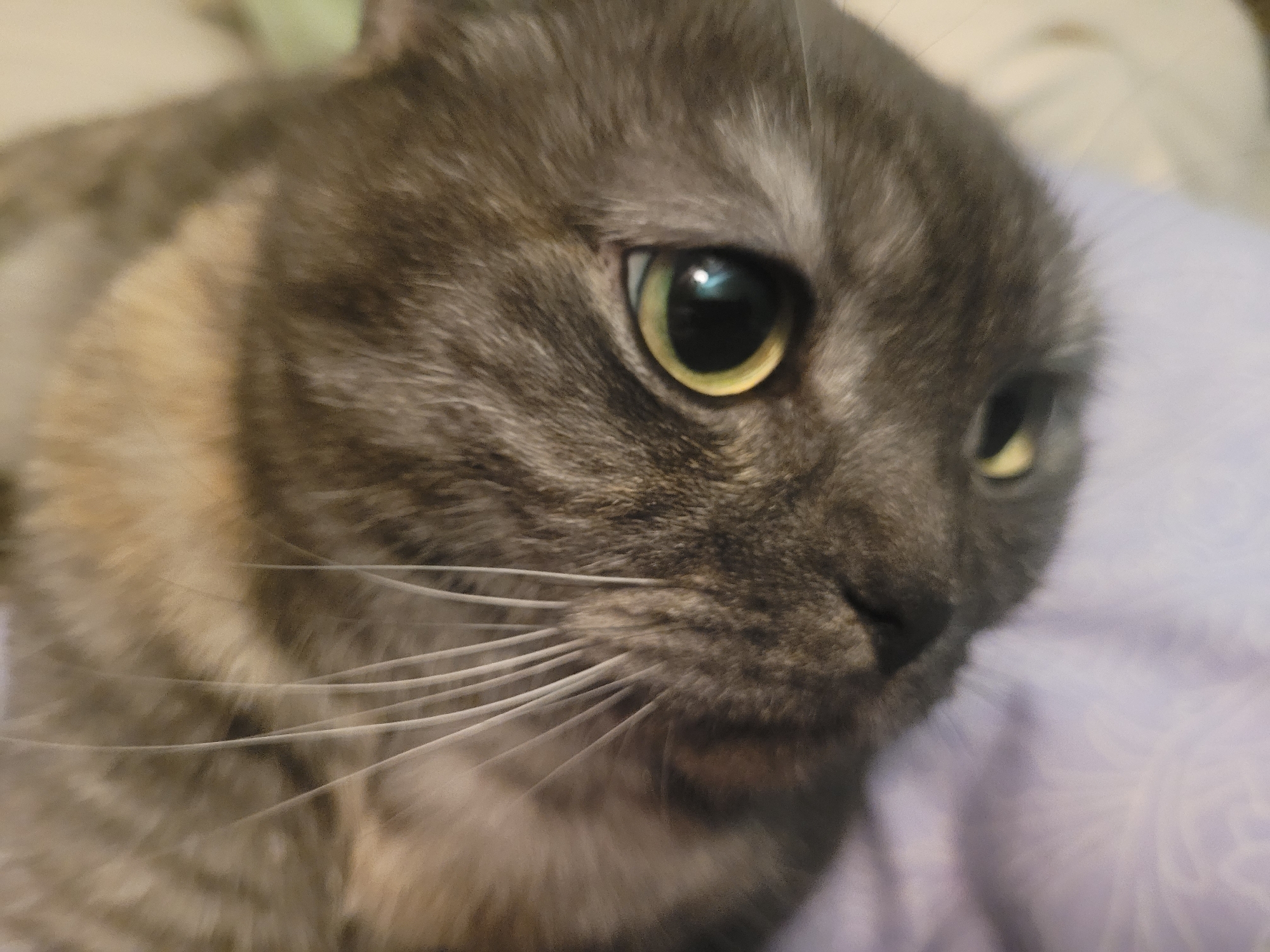 A close-up shot focuses on a gray and tan cat's face. The cat's eyes are a striking yellow-green. The whiskers are white and prominent. The background includes blurred purple fabric. There is no indication of this image being in Izhevsk, Russia.