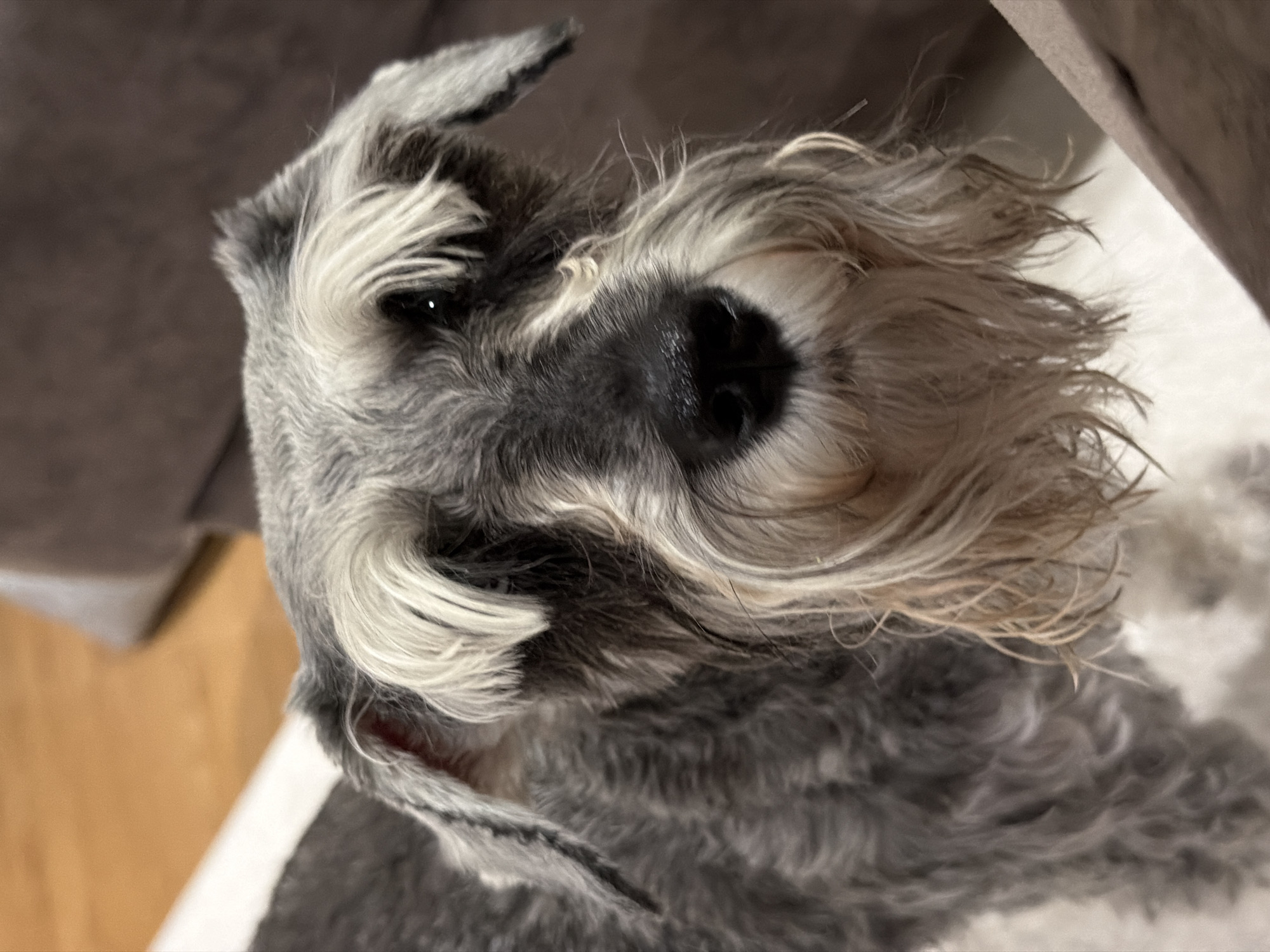 A close-up shot shows a gray and white Schnauzer dog. The dog is partially visible and positioned slightly angled towards the viewer. The dog's face is in focus, showing its dark eyes, large black nose, and long mustache. The dog appears to be resting on a gray, textured surface. Part of a lighter surface is visible behind the dog. The location is not discernible in the image.