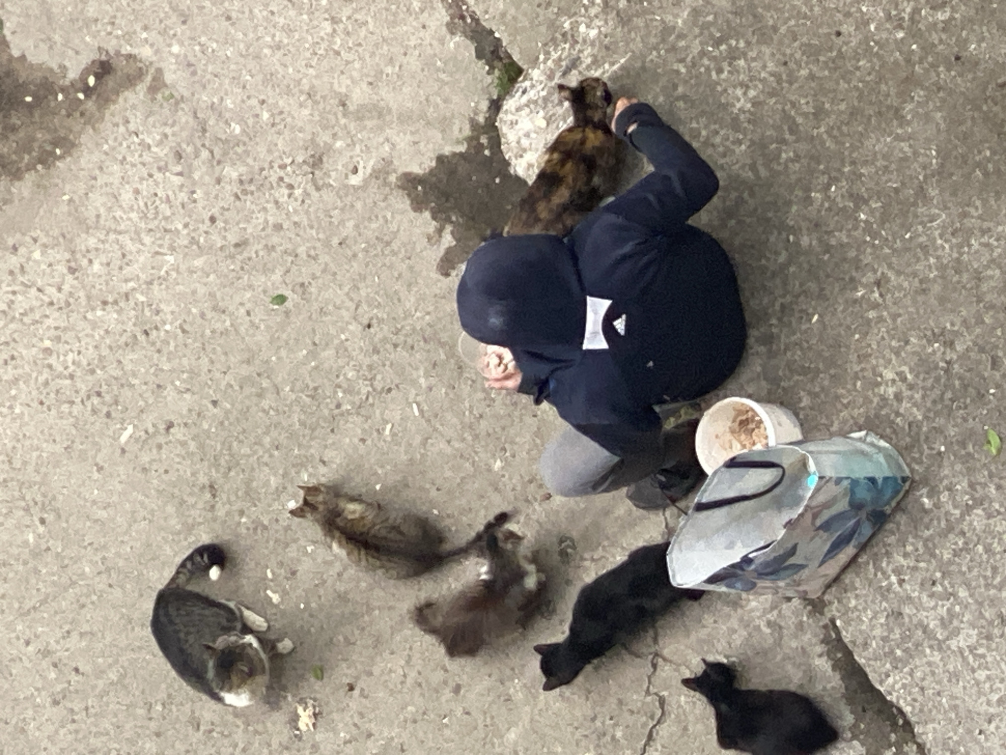 An aerial view of an individual wearing a blue jacket, gray pants, and a hooded covering, crouched on a concrete surface surrounded by six cats of varying colors (tortoiseshell, tabby, brown, black and white, and black). A white bucket containing food and a blue floral patterned bag are also present. The scene appears to be outside, possibly in the city of Pleven, Bulgaria. The individual is interacting with the cats, likely feeding them.
