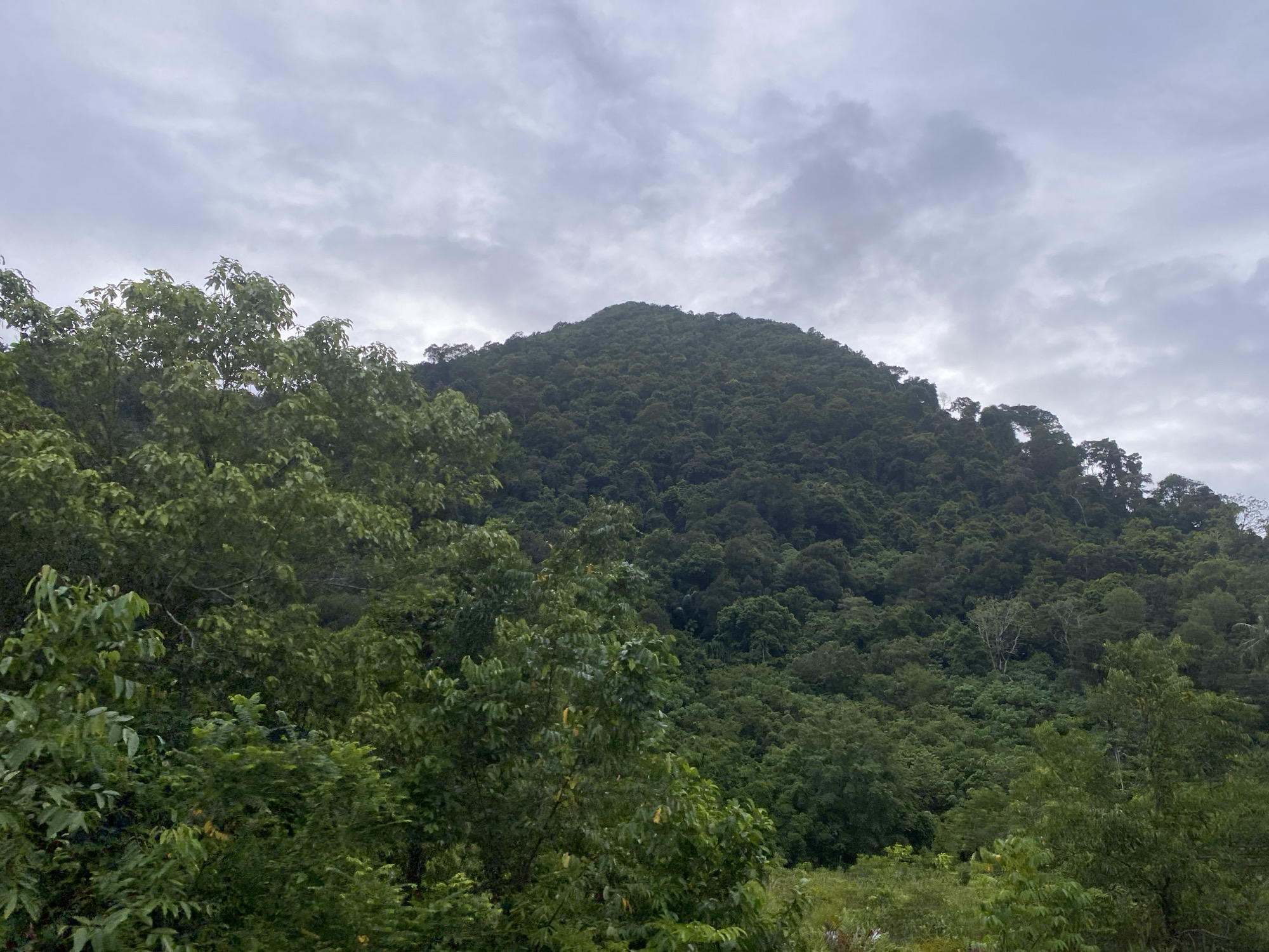 The image shows a lush, green, forested mountain against a cloudy sky. The foreground is dominated by dense foliage and trees, with some lighter green leaves in the immediate foreground and darker green foliage further back. The mountain itself is covered in a thick canopy of trees, with the texture of the forest creating a textured surface. The sky is overcast with a layer of grey clouds. The scene depicts a natural, undeveloped environment. The location is specified as Umongseuribee, Indonesia. There are no people or any visible man-made structures in the image.