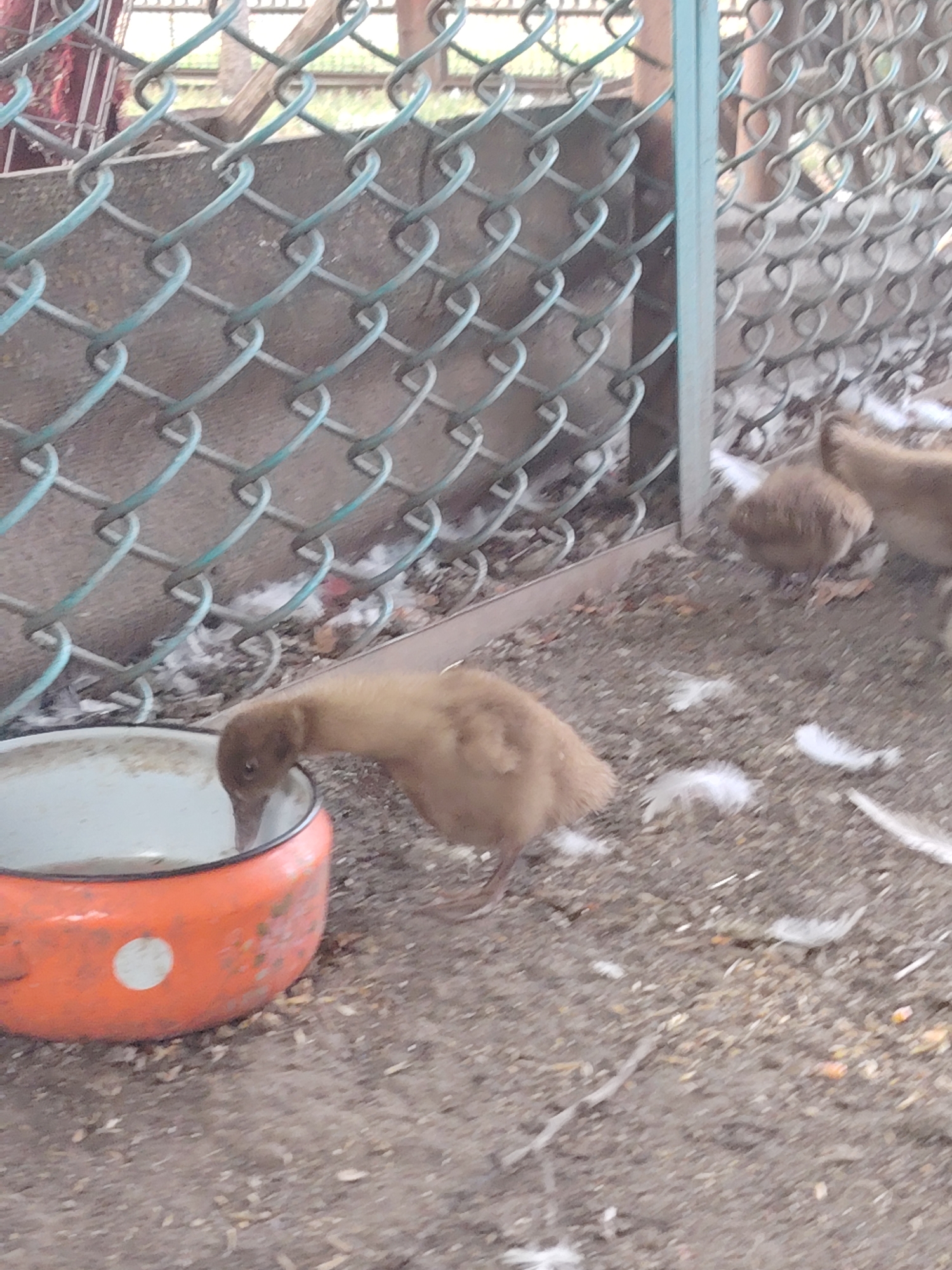 The image depicts an outdoor scene, likely a farmyard or enclosure, with a chain-link fence in the background. In the foreground, a young brown duckling is drinking from an orange metal bowl filled with water. The ground is covered in dirt and scattered white feathers. In the background, other ducklings can be seen, some partially obscured by the fence. The overall impression is of a rural setting. There is no information to suggest this image is located in the city of Степное, Russia.