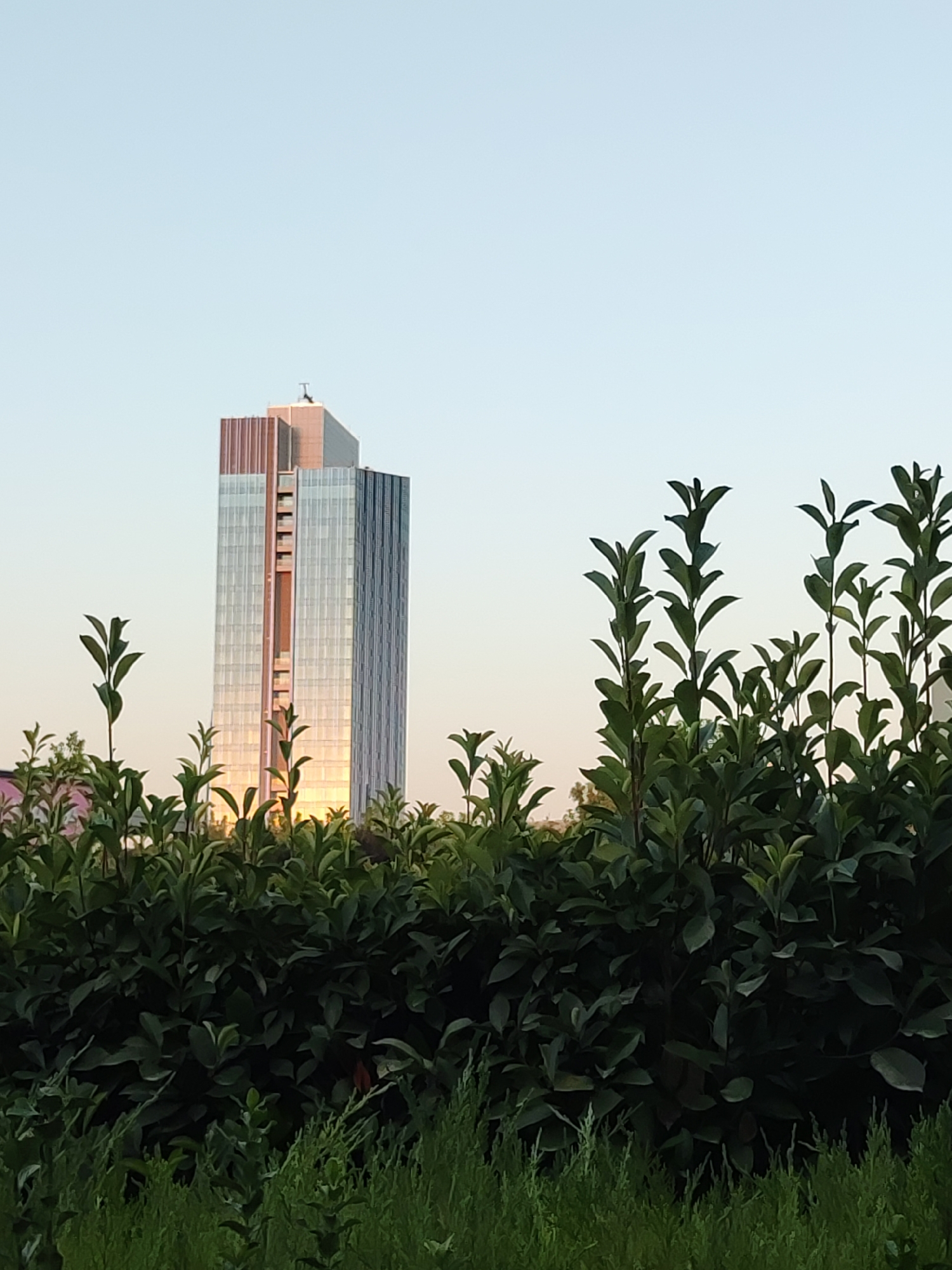 In the city of Tashkent, Uzbekistan, a modern skyscraper with a glass facade is visible in the distance, bathed in the warm light of sunset. The building features vertical accents of red and metallic panels, and its reflective surface mirrors the sky and surrounding greenery. In the foreground, a dense hedge of dark green foliage obscures the lower portion of the scene. Above the hedge, the top of the skyscraper is visible against a clear, pale blue sky. The composition suggests an urban setting with deliberate landscaping.
