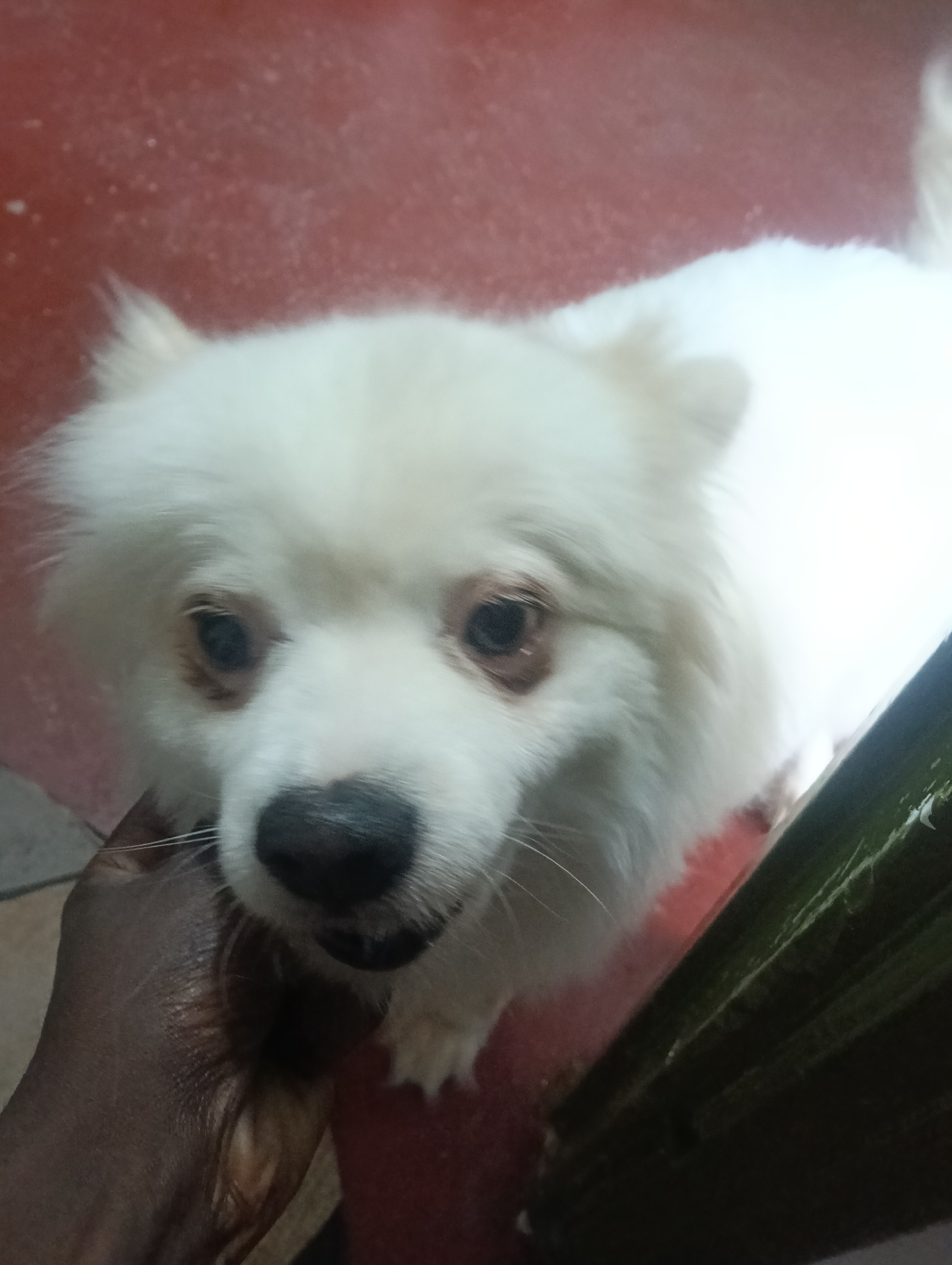 A close-up shot features a white, fluffy dog with dark eyes and a black nose, positioned slightly off-center. The dog is being petted by a dark-skinned hand, which is visible in the lower left corner of the image. The background is a combination of red flooring and a dark green object, possibly a piece of furniture or equipment. The location is presumed to be Nairobi, Kenya.