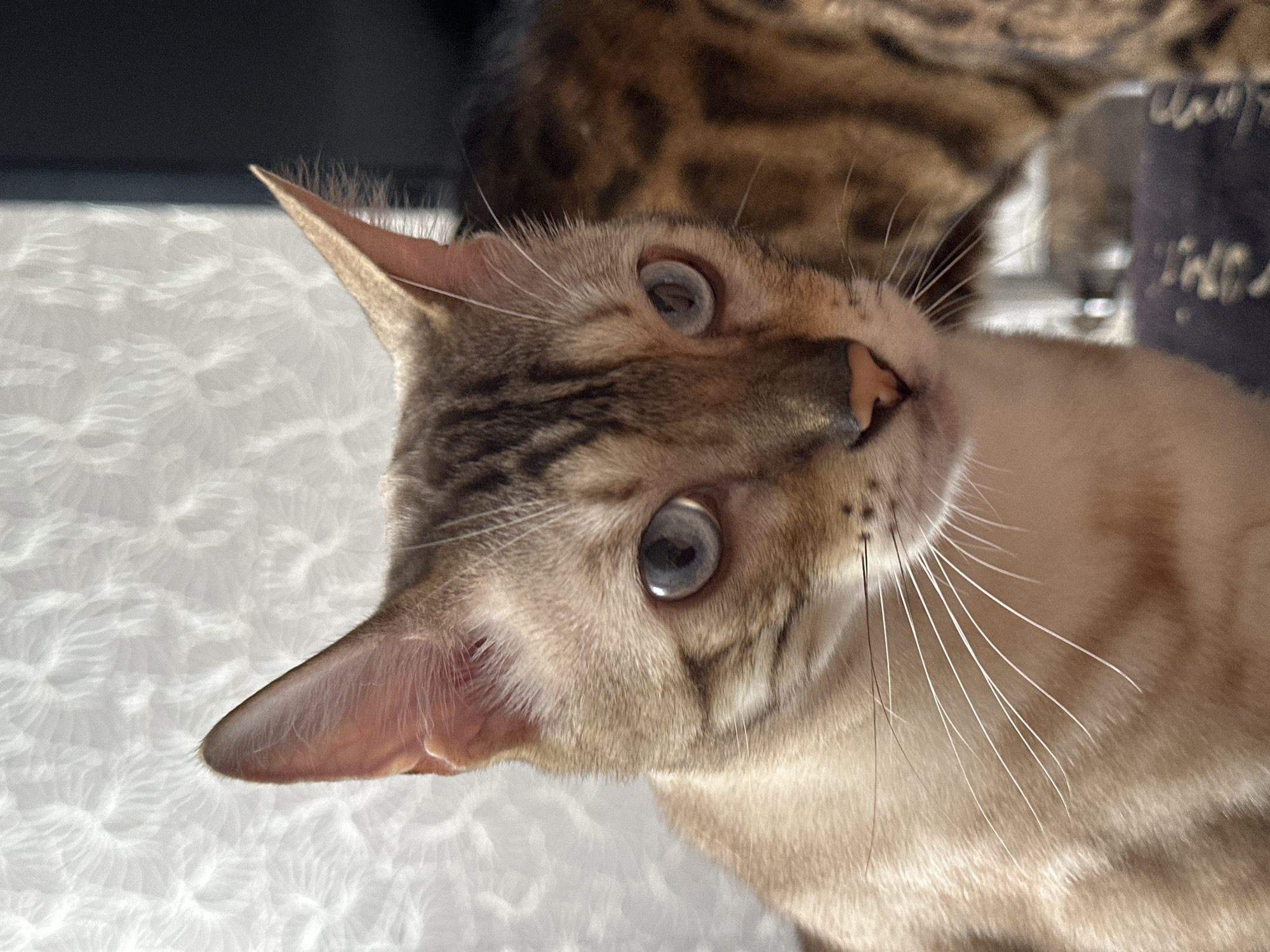 A close-up, head-and-shoulders portrait of a Bengal cat with light brown fur and distinctive dark markings is featured against a textured white background. The cat has striking blue eyes and prominent white whiskers. To the right, another Bengal cat, with a darker, spotted coat, is partially visible and out of focus. The scene appears to be indoors, with a patterned light cast on the wall behind the main subject. The image's composition and lighting suggest it was taken in a domestic setting within the city of Energetik, Russia.