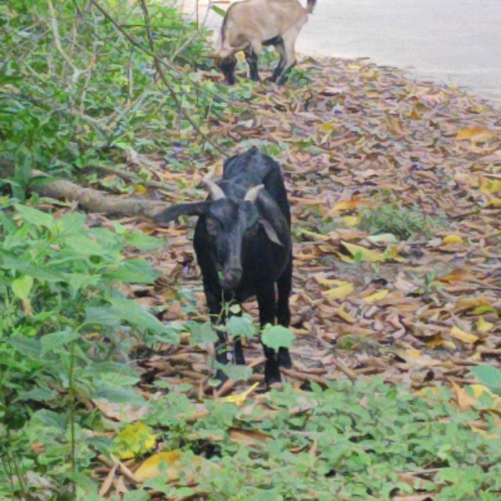 A black goat stands in a patch of green foliage, facing the camera. Its horns curve backward and outward. Behind it, a light brown goat is visible, partially obscured by vegetation. The ground is covered with fallen leaves. The scene appears to be an outdoor environment, possibly near a wooded area or a path.