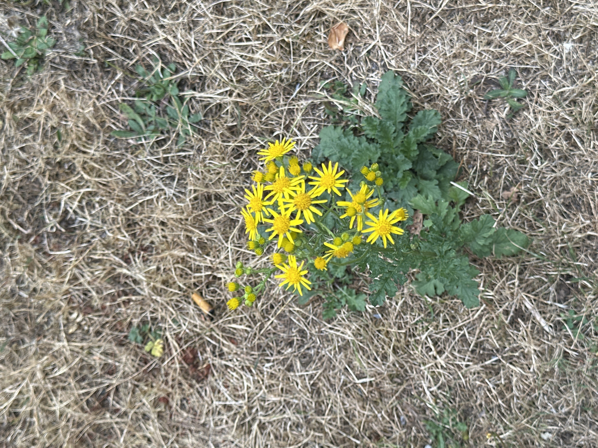 A cluster of yellow flowers with green leaves sprouts from dry, straw-colored grass. The flowers have bright yellow petals and some have green buds. The surrounding grass is sparse and appears dry. A brown cigarette butt is visible in the upper left portion of the image amidst the dry grass. The scene is outdoors, likely in a public area or park in Krefeld, Germany, as indicated by the context of the request. There are no people or animals visible in the image.