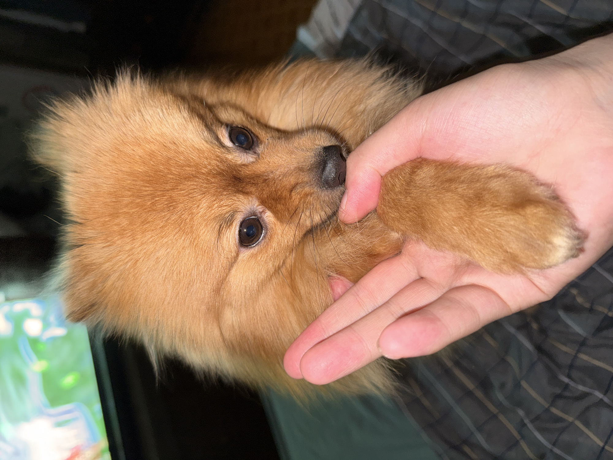 A close-up, portrait-oriented image shows a small, fluffy, light brown or reddish-brown dog, likely a Pomeranian, interacting tenderly with a human hand. The dog, positioned centrally, has expressive dark eyes that reflect ambient light, and its small, black nose is visible as it gently presses against the human's index finger. Its thick, soft fur dominates the frame.
A human hand, appearing fair-skinned, is cradling or holding the dog's front paw or lower leg on the right side of the image, suggesting a gentle and affectionate interaction. The dog's paw is also covered in fur matching its body.
The setting appears to be indoors, likely at nighttime or in a dimly lit environment, indicated by the dark background and reliance on artificial light. A soft, bluish-green glow from a screen, possibly a phone or television, is visible in the bottom-left corner of the background. The upper and lower right backgrounds feature dark, subtly patterned fabric, possibly a blanket or clothing. The dog's expression is calm and attentive, conveying a sense of comfort and connection. There is no visible text in the image.