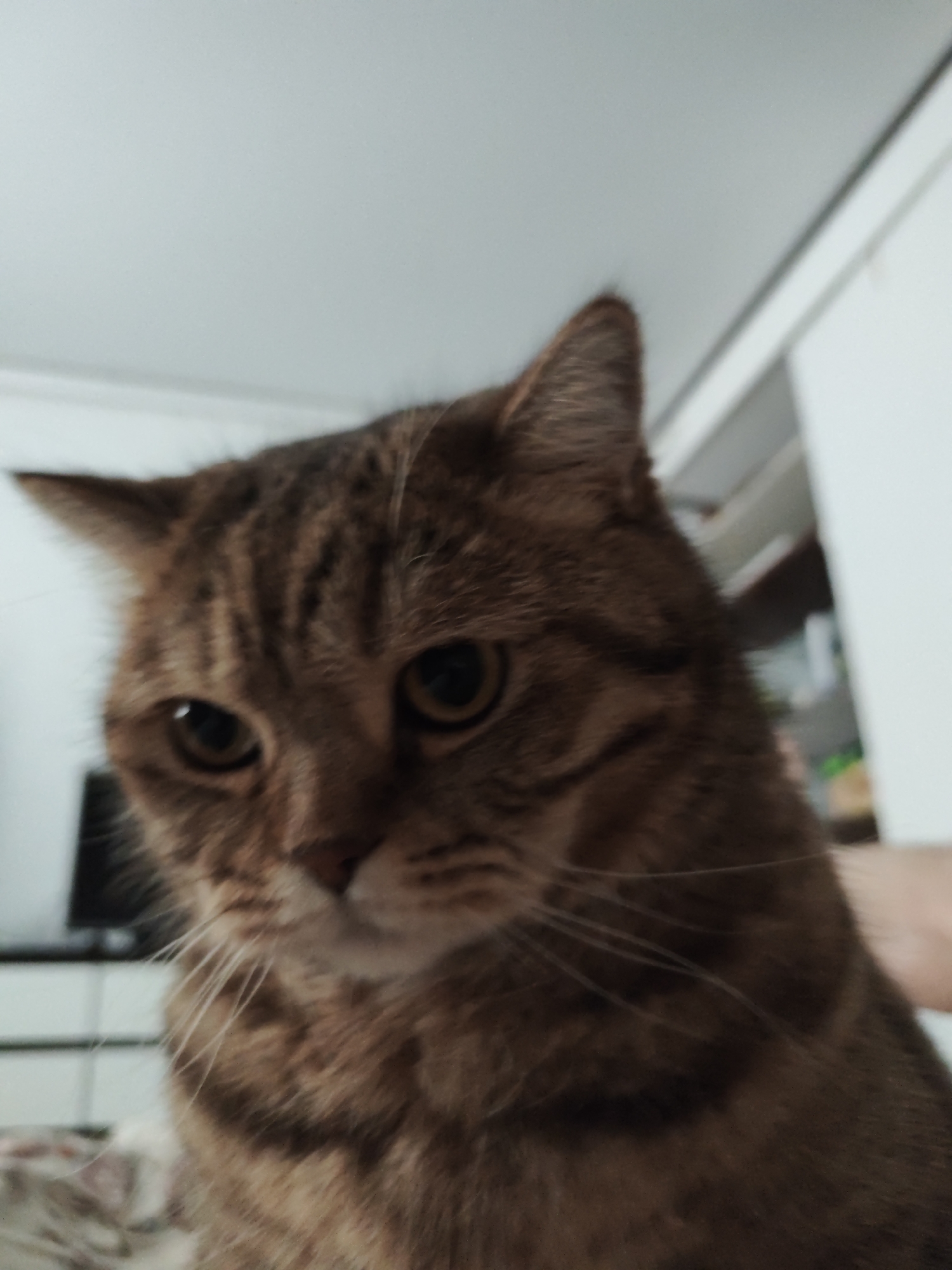 A close-up, slightly blurred, eye-level shot shows the face of a tabby cat. The cat has brown fur with darker stripes and amber-colored eyes. Its ears are pointed upwards, and its whiskers are prominent. The background is out of focus, with a plain, light-colored ceiling or wall visible at the top. To the right, a blurry light-colored surface suggests a wall or piece of furniture, and a hand is partially visible. The setting appears to be indoors, possibly a domestic environment. There is no discernible connection to Komsomolsk-on-Amur, Russia.