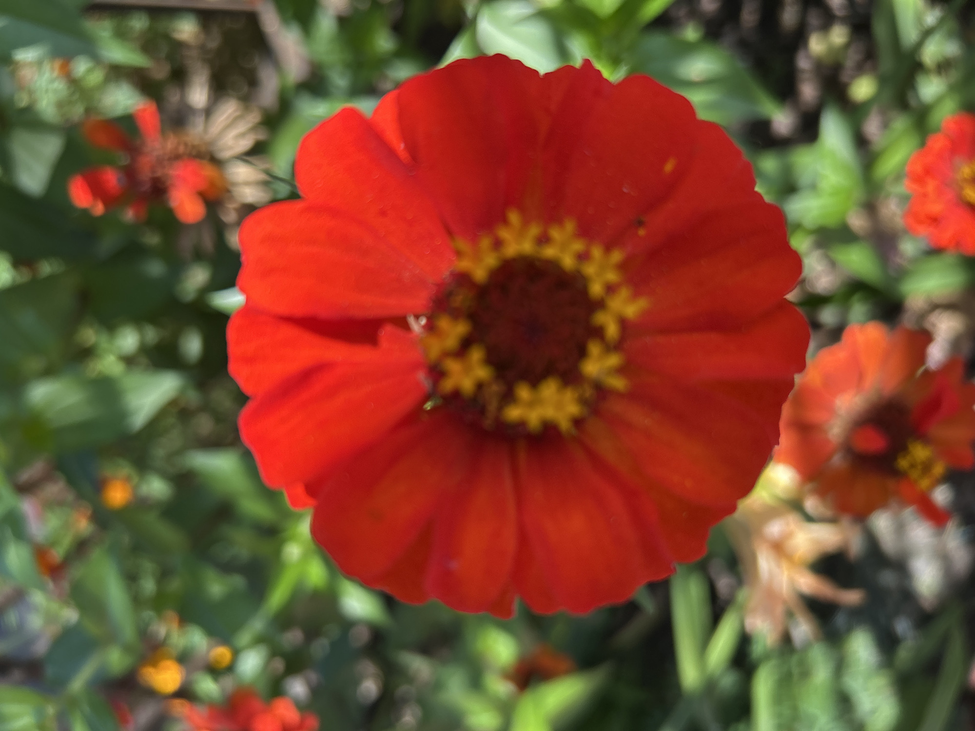 This is a close-up, shallow depth-of-field photograph of a bright red zinnia flower in full bloom. The flower is centered in the frame and its petals are a vibrant, saturated red with some subtle orange undertones near the center. The center of the flower features yellow stamens, which are slightly blurred due to the shallow focus. The background is a soft, out-of-focus blur of green foliage and other smaller flowers in varying shades of red and orange, suggesting a garden or park setting. The lighting appears to be natural daylight, creating highlights on the petals. There are no people, animals, or man-made structures clearly visible in this image. The image does not contain any specific information to pinpoint its location within the city of Tomsk, Russia.