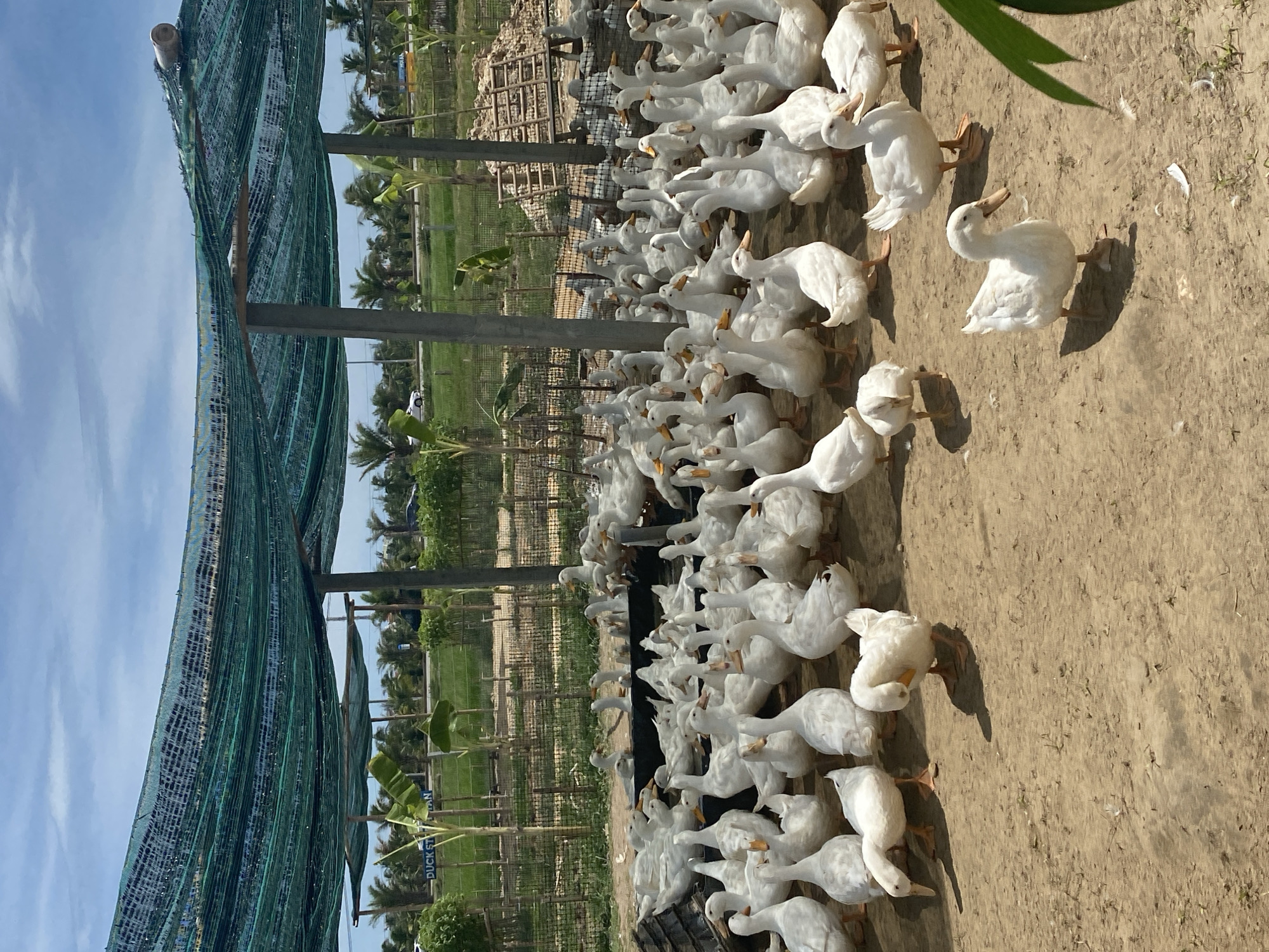A flock of white ducks is gathered in an outdoor enclosure in Hoi An, Vietnam, under a green mesh shade structure supported by wooden posts. The enclosure has a dirt floor, and in the background, there are palm trees, banana plants, and a fenced-off area with greenery. A sign visible in the background reads "DUCK STAY AN". Several ducks are standing, while others are resting or foraging on the ground. The overall scene suggests a duck farm or sanctuary.