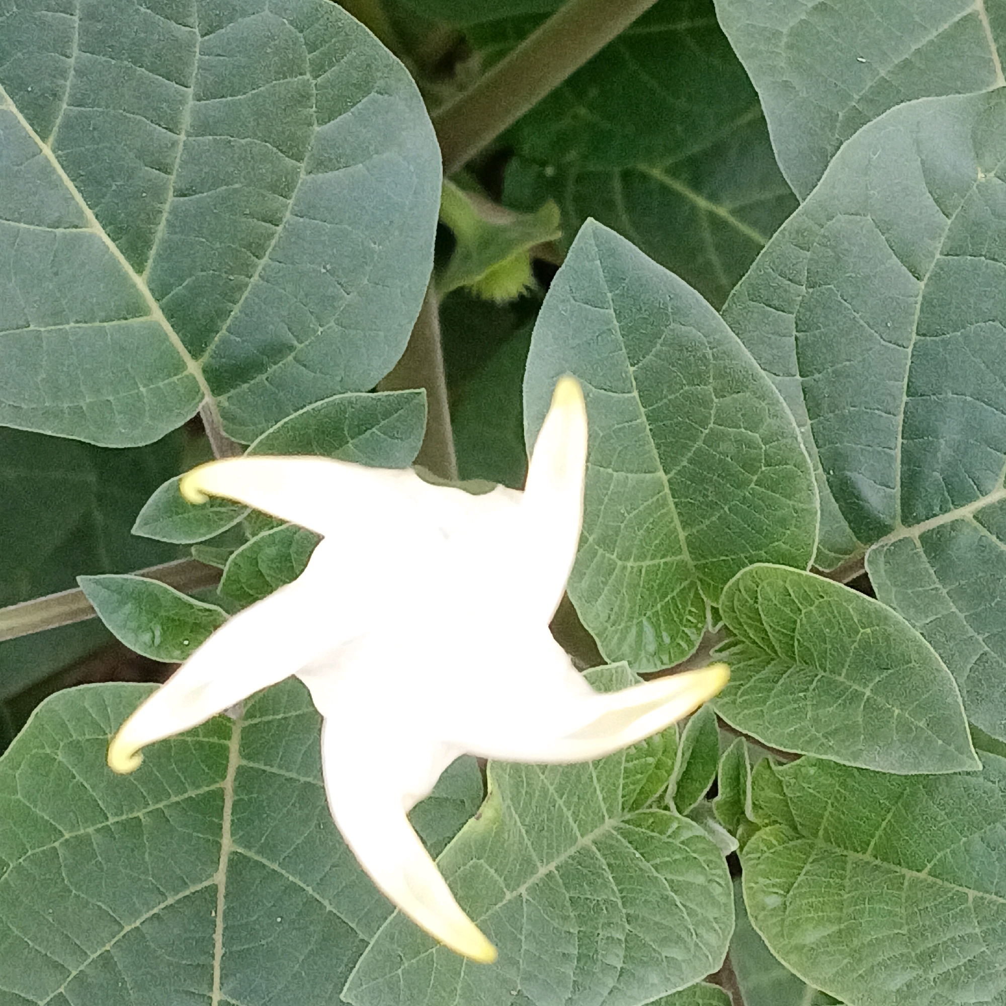 A white, star-shaped flower with five petals, each tipped with yellow, is in full bloom against a backdrop of large, green leaves. The leaves are broad with prominent, textured veins. The flower appears to be a Datura, commonly known as a moonflower. The image is a close-up, taken from above, focusing on the intricate details of the bloom and foliage. The scene is natural and outdoors, suggesting it was photographed in a garden or natural setting within the city of Samara, Russia. There are no people or animals visible in the image. The lighting suggests it is daytime, possibly morning or afternoon.