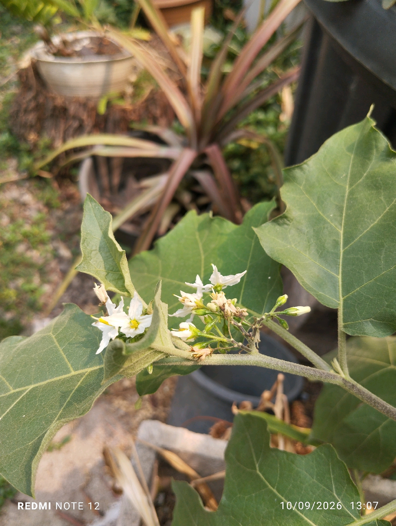 A close-up, eye-level shot captures white, star-shaped flowers with yellow centers on a thorny branch of a plant. The branch is covered in fine hairs and has several small green buds. Large, textured green leaves with visible veins surround the flowers. In the background, out of focus, are other plants in pots, with one plant displaying reddish-brown leaves. The scene appears to be an outdoor garden setting. The image has a timestamp in the bottom right corner: "10/09/2026 13:07", and text in the bottom left corner reading "REDMI NOTE 12".