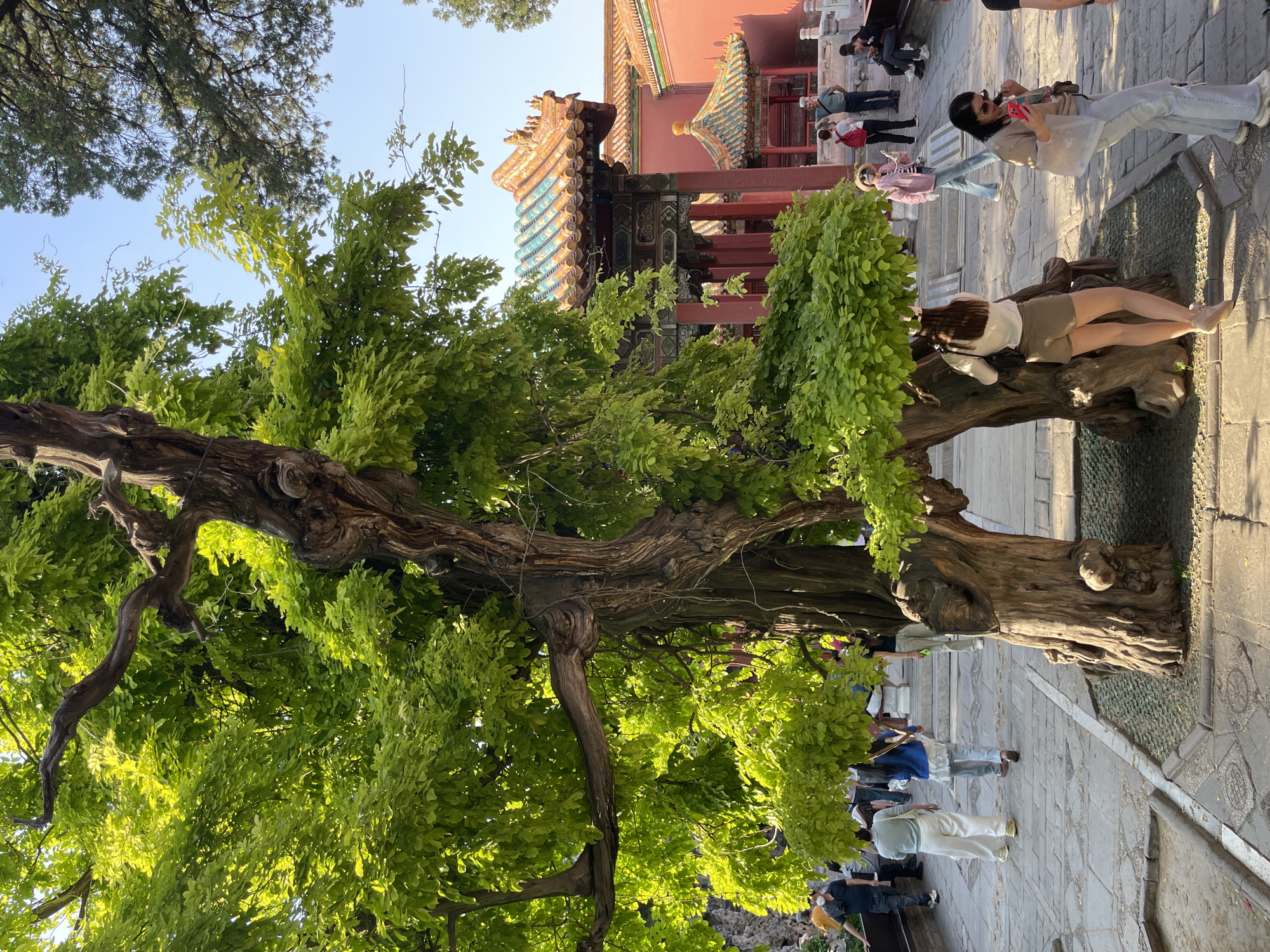 The image depicts a crowded public space in Dongcheng District, China. In the foreground is a large, gnarled tree with dense green foliage. A woman is lying on the base of the tree, appearing to be posing for a photo. In the background, there's a traditional Chinese building with a multi-tiered roof, typical of imperial architecture, indicating the location may be near a historical site. Several other people are present, some walking and others interacting with their phones, suggesting a tourist location. The ground is paved with stone, adding to the historical ambiance of the area. The overall impression is that of a popular tourist destination where people are relaxing and taking pictures.