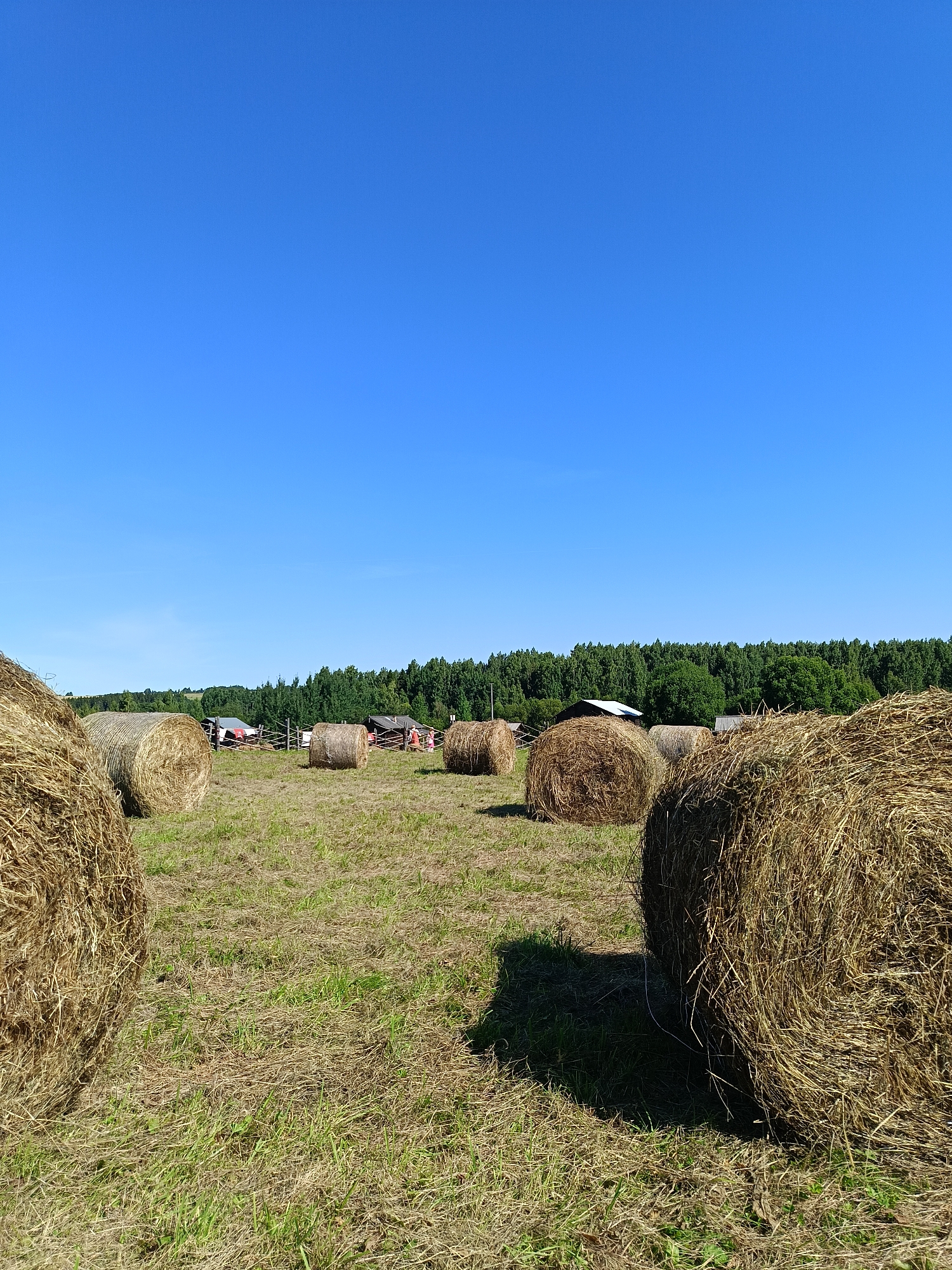 The image depicts a rural landscape on a clear, sunny day, likely in Semenkovo, Russia, given the context. The foreground is dominated by several large, round bales of hay, scattered across a dry, grassy field. The bales are made of dried straw and vary in size and proximity to the camera. In the middle ground, more hay bales are visible, along with a rustic fence. Beyond the fence, there are some low-lying farm buildings, possibly barns or sheds, with dark roofs. A dense line of green trees forms the background, marking the edge of a forest. The sky is a vivid, cloudless blue. The overall scene is one of agricultural activity in a natural setting.