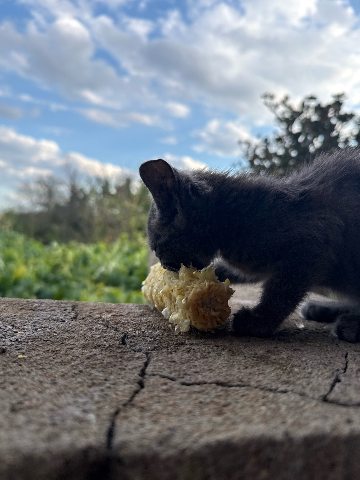 A small, dark gray kitten is perched on a cracked, stone ledge, actively eating a piece of corn on the cob. The kitten is facing left, with its head lowered towards the corn. In the background, out-of-focus greenery and trees are visible under a partly cloudy blue sky. The scene appears to be outdoors in a natural setting, possibly in the village of Ekzarh Antimovo, Bulgaria.