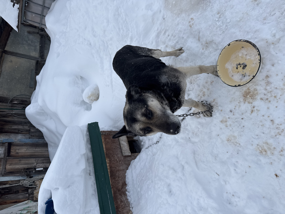 The scene depicts an outdoor, snow-covered environment in Probuzhdenie, Russia. A medium-sized, short-haired dog, predominantly black and tan with a gray muzzle, stands centrally on snow-covered ground. The dog is secured by a metal chain attached to a collar around its neck, extending downwards and out of frame, presumably to an anchor point. Its gaze is directed slightly left of the camera.
To the dog's immediate left is a wooden doghouse with a brown, textured facade and a dark green trim along its roofline, which is heavily laden with snow. A rectangular entrance opening is visible on the doghouse's front. Directly in front of the dog, on the snow, rests an empty yellow enamel bowl containing a small amount of white residue, consistent with snow or ice. The snow surrounding the bowl and beneath the dog shows brown discoloration, indicative of disturbed earth or waste.
In the background, substantial, irregular piles of snow obscure much of the landscape. Behind these snowdrifts, weathered wooden structures, consistent with a rustic building or fence, are visible. The overall environment suggests a cold, winter day with significant snowfall. No human figures are present.