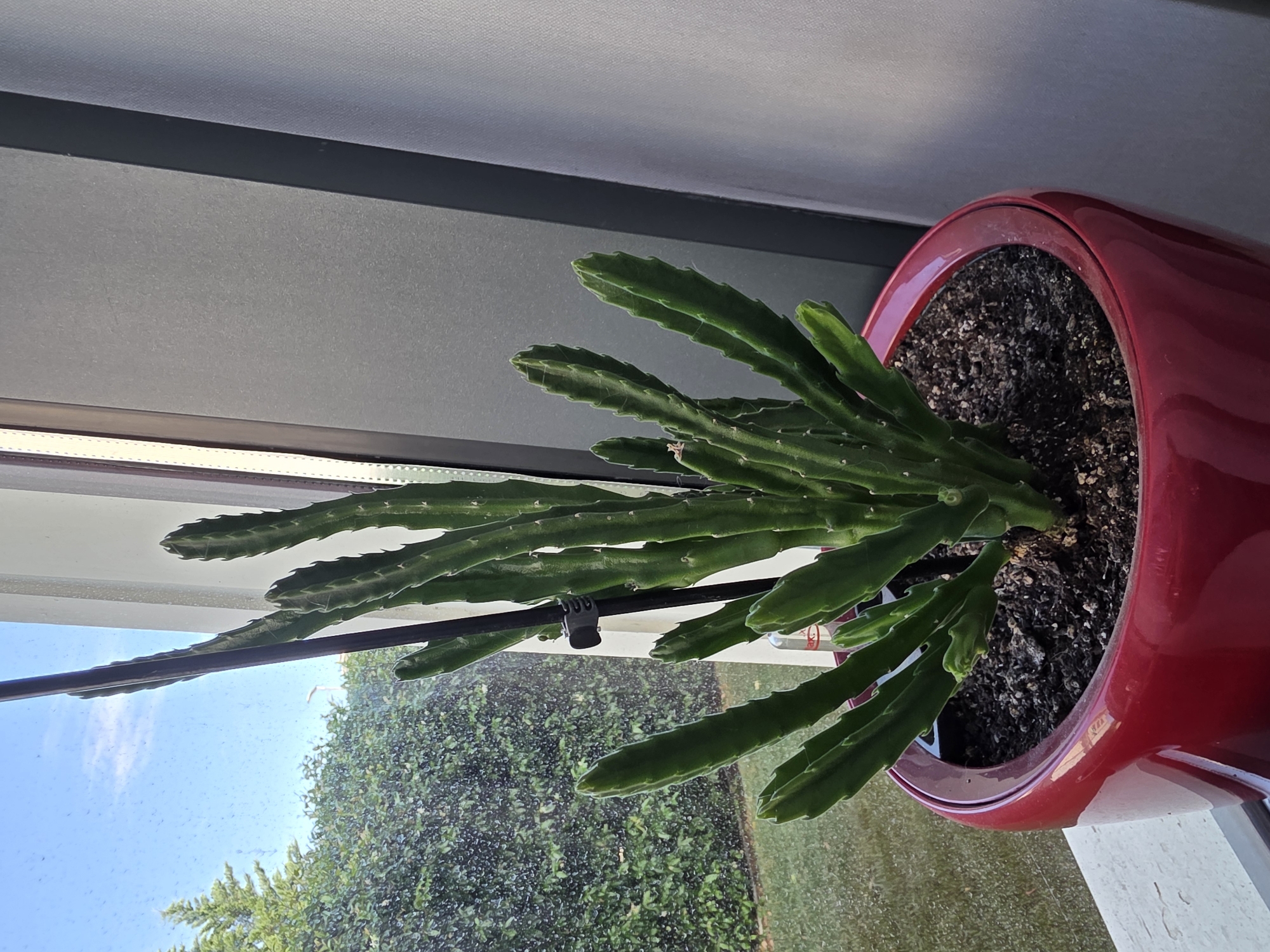 A close-up, eye-level shot shows a green succulent plant in a red ceramic pot. The plant has several fleshy, upright stems that are segmented and ribbed, with a slightly fuzzy texture and small spines along the edges. The pot is glossy and round, filled with dark soil. The plant is positioned on a white windowsill. Behind the plant, a window reveals a bright blue sky with some clouds and a green hedge outside, suggesting an outdoor environment. To the right of the plant, a white curtain hangs, partially obscuring a dark gray vertical frame. The scene appears to be indoors, near a window that looks out onto a yard. The location is specified as Surakhany Raion, Azerbaijan.