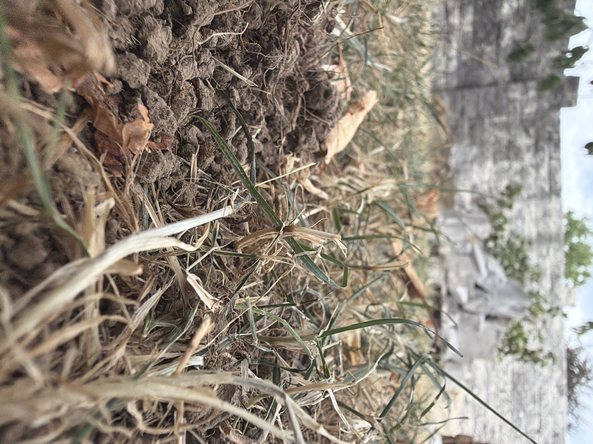 The image is a close-up, low-angle shot of dry grass and soil. In the foreground, the ground is covered with clumps of dark brown soil, interspersed with dried blades of grass and a few fallen leaves. The grass in the immediate vicinity is mostly brown and brittle, with some green blades emerging sparsely. The background shows a blurry grey stone wall with some green foliage growing on or near it. The sky is visible above the wall, appearing cloudy and overcast. The overall impression is one of a dry, somewhat neglected outdoor area, possibly a yard or garden. There are no people or discernible actions taking place. The image does not provide any specific details that would indicate its location in Meißenheim, Germany.