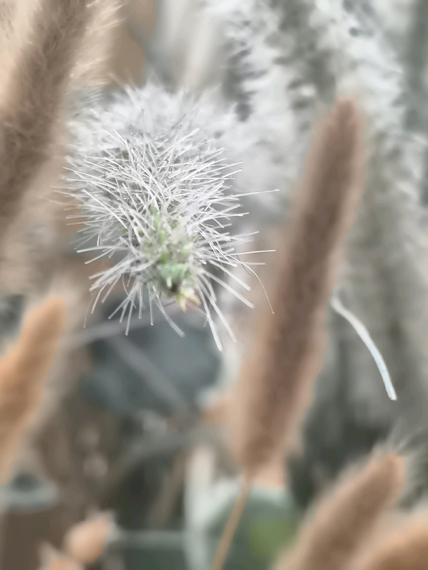This image is a close-up photograph of a small, fuzzy caterpillar with white, hair-like bristles. The caterpillar is green and is surrounded by a blurred background of dry, brown plant stalks and foliage, with some hints of green. The focus is sharp on the caterpillar and its bristles, while the surrounding environment is out of focus, creating a shallow depth of field. The lighting appears natural, with soft shadows. There is no indication of a specific location within the city of Klaipėda, Lithuania, as the image solely focuses on the botanical subject.