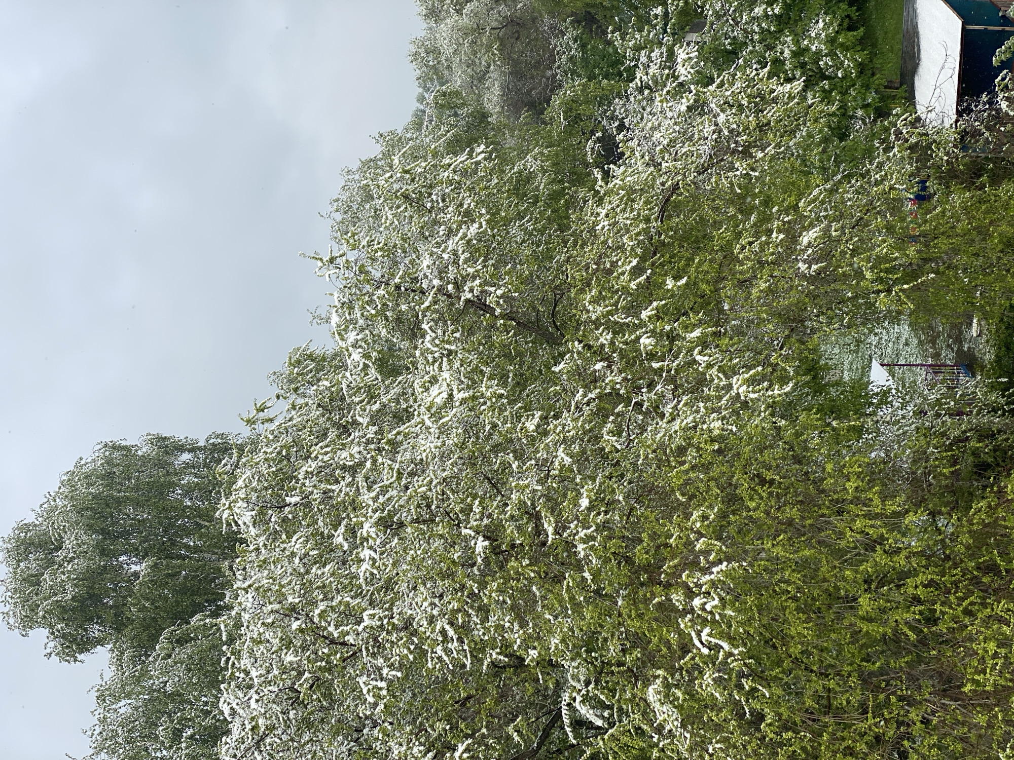 The image depicts trees with white blossoms or snow on their branches, suggesting springtime or a light dusting of snow. The sky is overcast. The location is potentially in Novokuznetsk, Russia, but there are no identifiable landmarks or signage to confirm this. No people are visible.