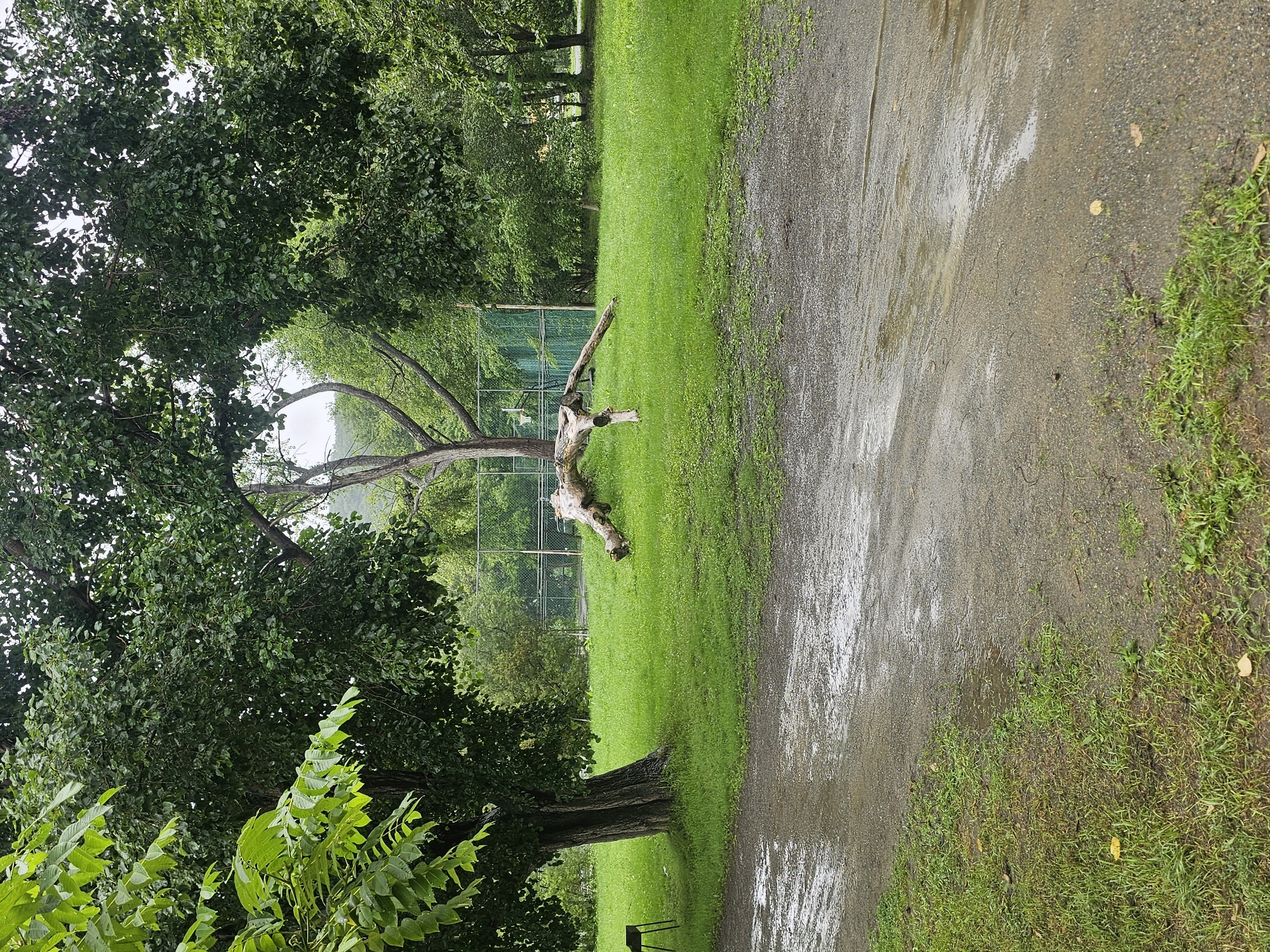 An outdoor scene depicts a park with a wet path in the foreground and a grassy field with trees in the background. A large, fallen tree trunk rests on the grass, with its branches splayed out. A chain-link fence encloses a sports court visible behind the trunk. The weather appears overcast, contributing to the wet conditions. The image was captured in Nakhodka, Russia.