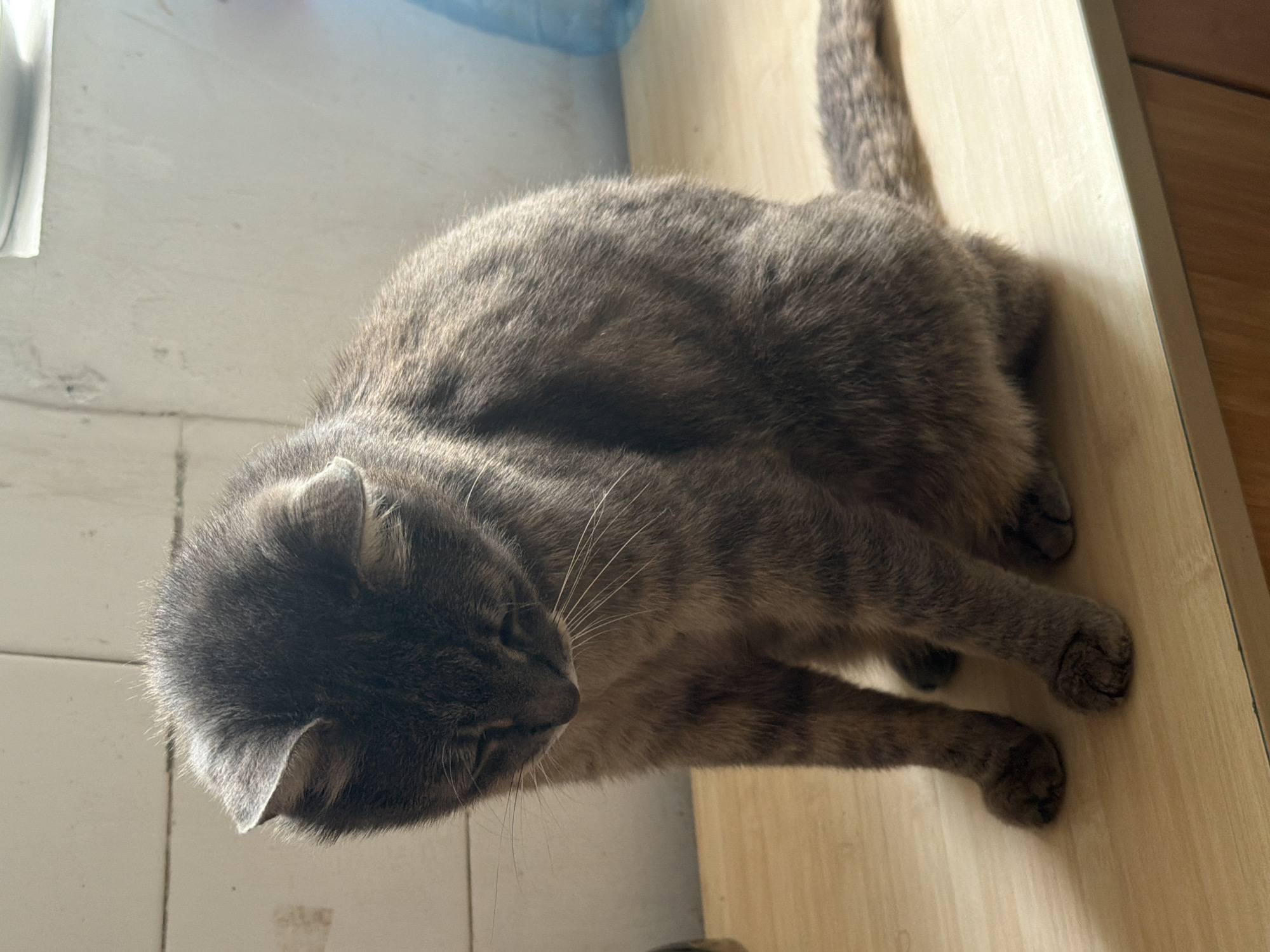 A tabby cat sits on a wooden surface in a room. The cat is facing downwards, with its head bowed. Its fur is a mix of grey and brown. The background consists of a tiled wall and a white shelf. The lighting suggests it is daytime, with light coming from the right. The location is a room in the city of Prosena, Bulgaria.