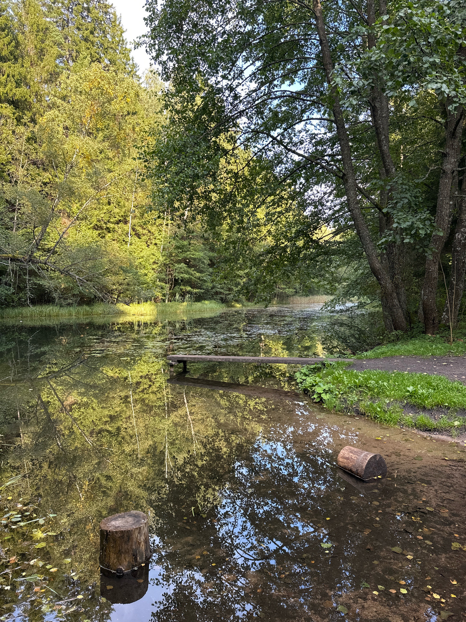 A serene natural scene unfolds at a body of water, likely a pond or lake, bordered by dense forest. The water's surface is partially covered with lily pads and reflects the surrounding greenery and the sky. In the foreground, two wooden stumps are partially submerged in the shallow water near the bank, and a log rests horizontally on the sandy bottom. A narrow wooden plank extends from the bank into the water, possibly serving as a rudimentary pier or diving board. The bank is lined with grass and dirt. The trees are lush and varied, with a mix of evergreen and deciduous species, suggesting a temperate climate. The lighting indicates it is daytime, with sunlight filtering through the leaves. The location is identified as Свірскі сельскі Савет, Belarus. There are no people or animals visible in the image.
