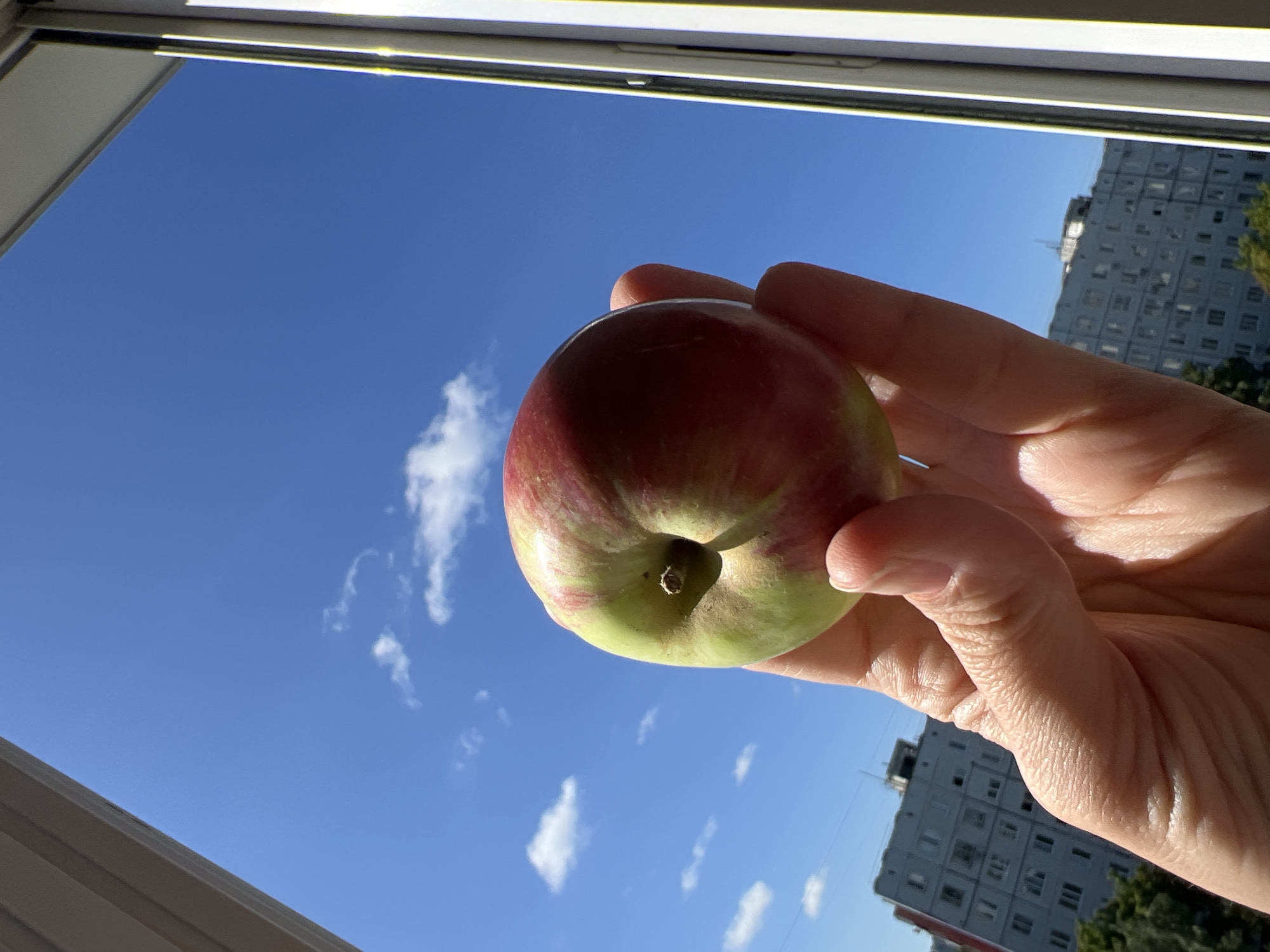 A hand holds a red and green apple against a bright blue sky with sparse white clouds. In the background, out-of-focus, are buildings and trees, suggesting an urban environment. The image appears to be taken from a window, with a window frame visible on the right side. This scene could be located in Tolyatti, Russia, given the architectural style of the buildings.