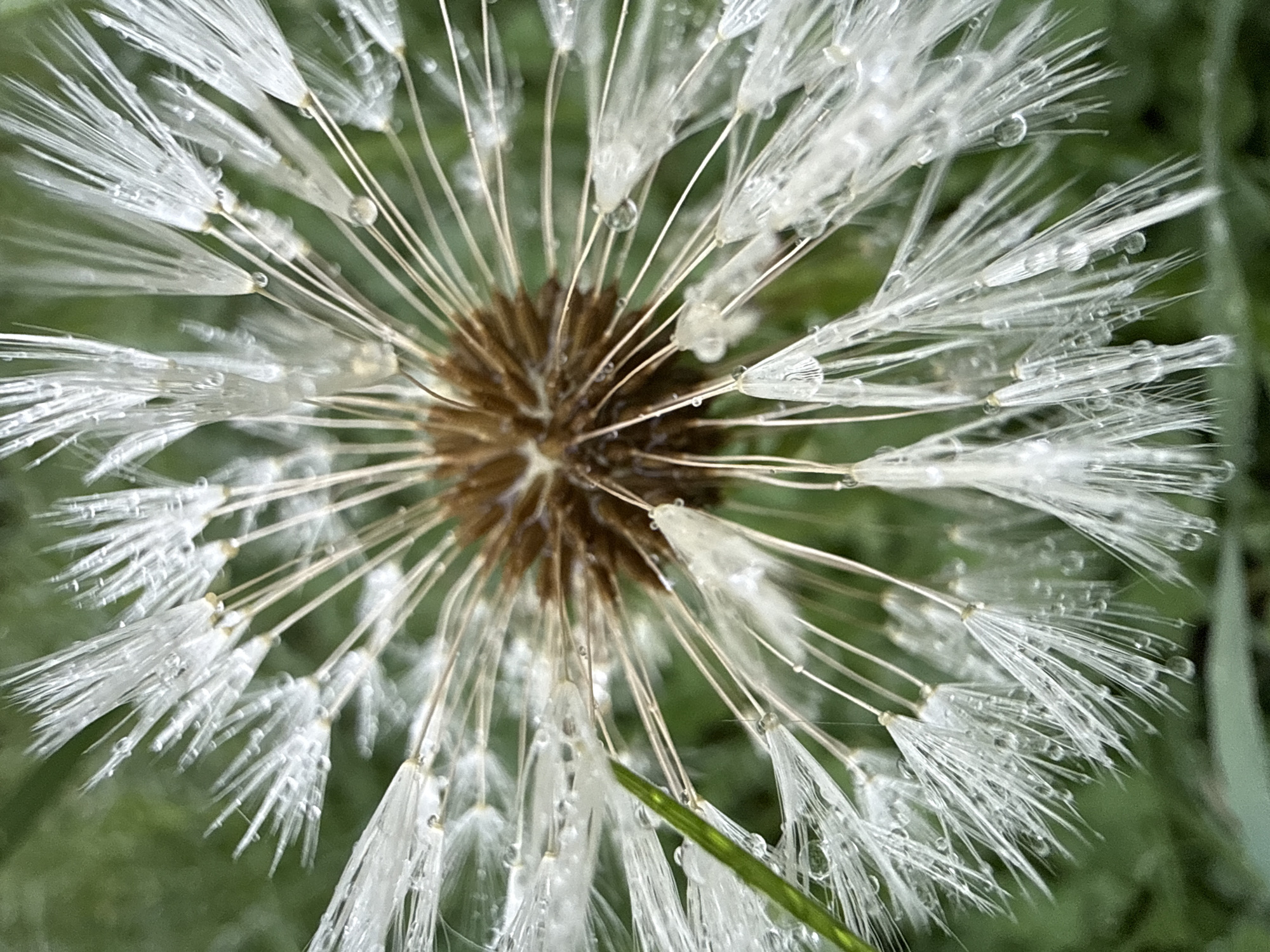 A close-up photograph depicts a dandelion seed head covered in water droplets. The seed head is centered in the frame, showcasing its brown central disc and radiating white pappus with droplets attached. The background is a blurred green, suggestive of foliage. The image's focus and composition suggest a macro photograph taken outdoors. There is no evidence to confirm the location as the city of Марковский, Russia.