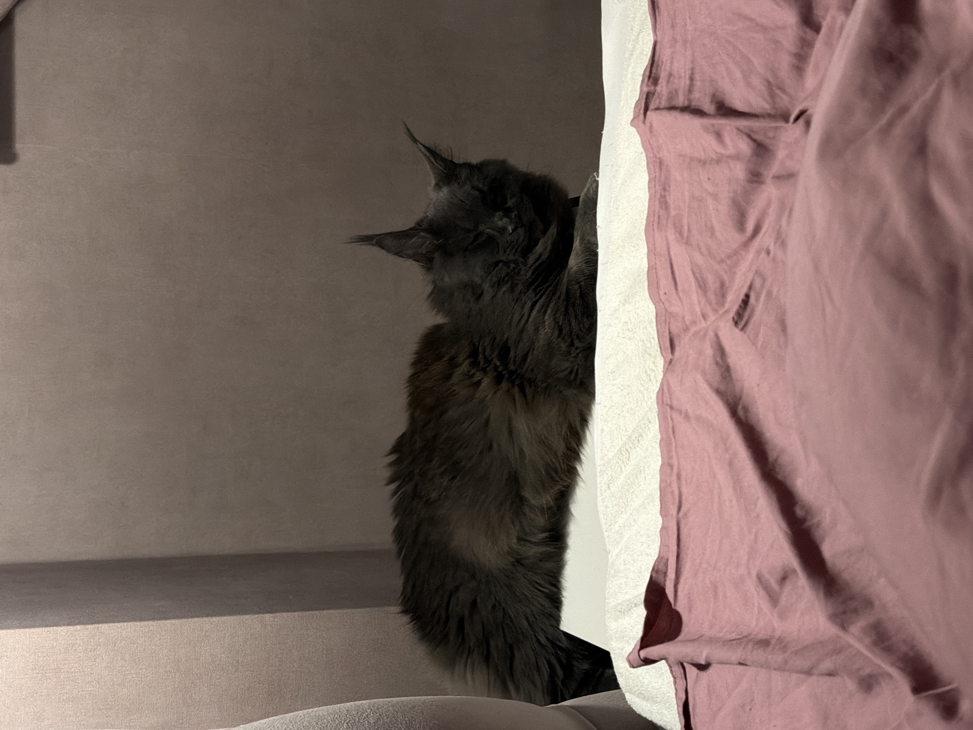 A long-haired, dark gray cat is resting on a white surface, which appears to be a bed covered with a white towel or sheet. In front of the white surface, there is a crumpled pink fabric. The cat is facing to the right, with its eyes closed, appearing to be asleep. Its fur is thick and appears fluffy, with prominent ear tufts. The background consists of a textured, muted brown wall. The lighting is dim, creating shadows. There are no people or other animals visible in the image. The scene is indoors, likely in a residential setting. The city of Bataysk, Russia, is not identifiable from the visual information provided in the image.