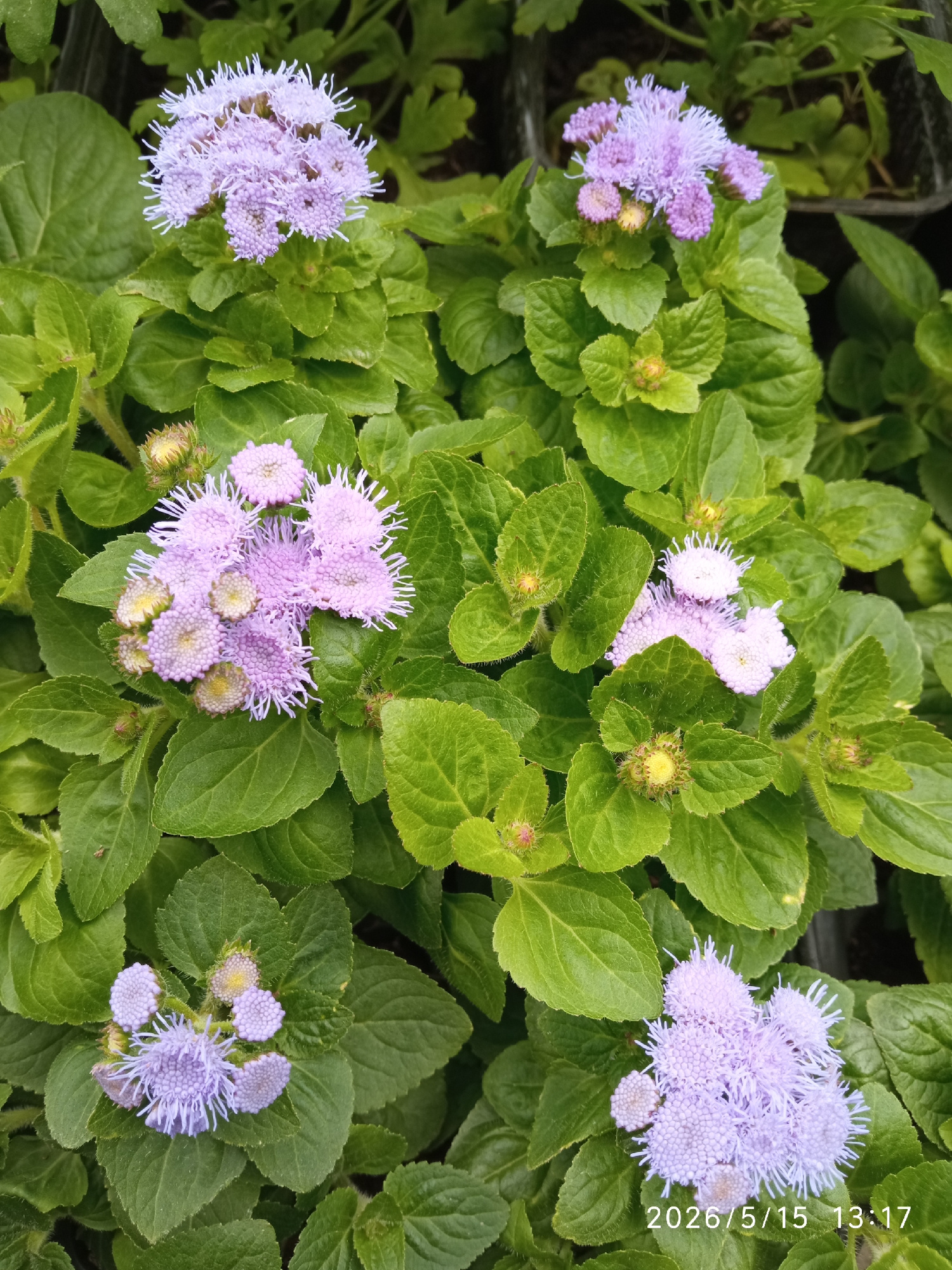 The image shows a close-up of a group of Ageratum houstonianum flowers, commonly known as flossflower, surrounded by green foliage. The flowers are light purple in color and have a pom-pom-like appearance. The leaves are green with serrated edges. The image was taken on May 15, 2026, at 13:17. The location is unspecified but the prompt indicates it is in Krasnoyarsk, Russia.